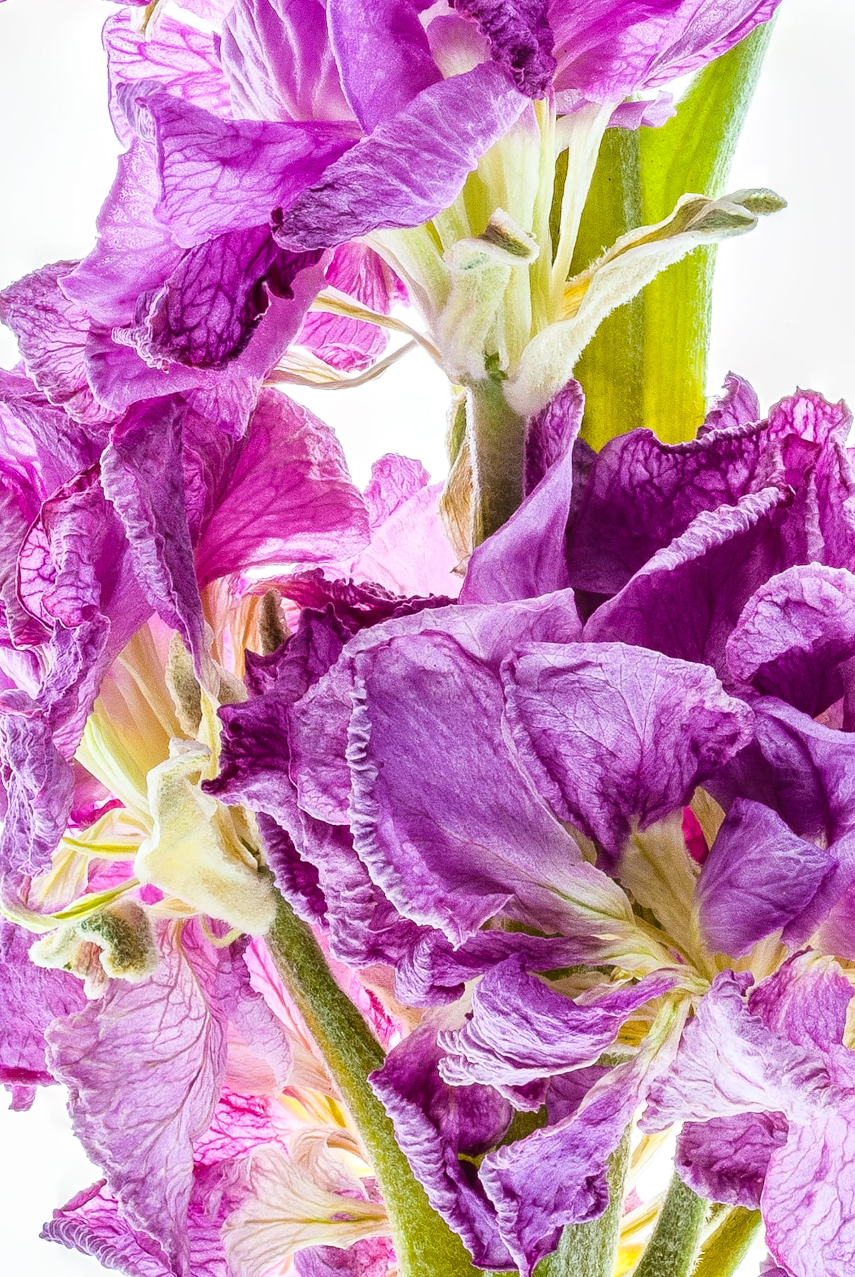 Portfolio Image