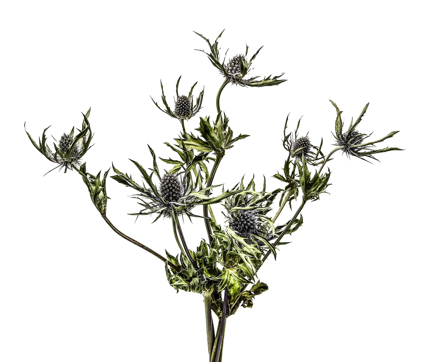 Portfolio Image