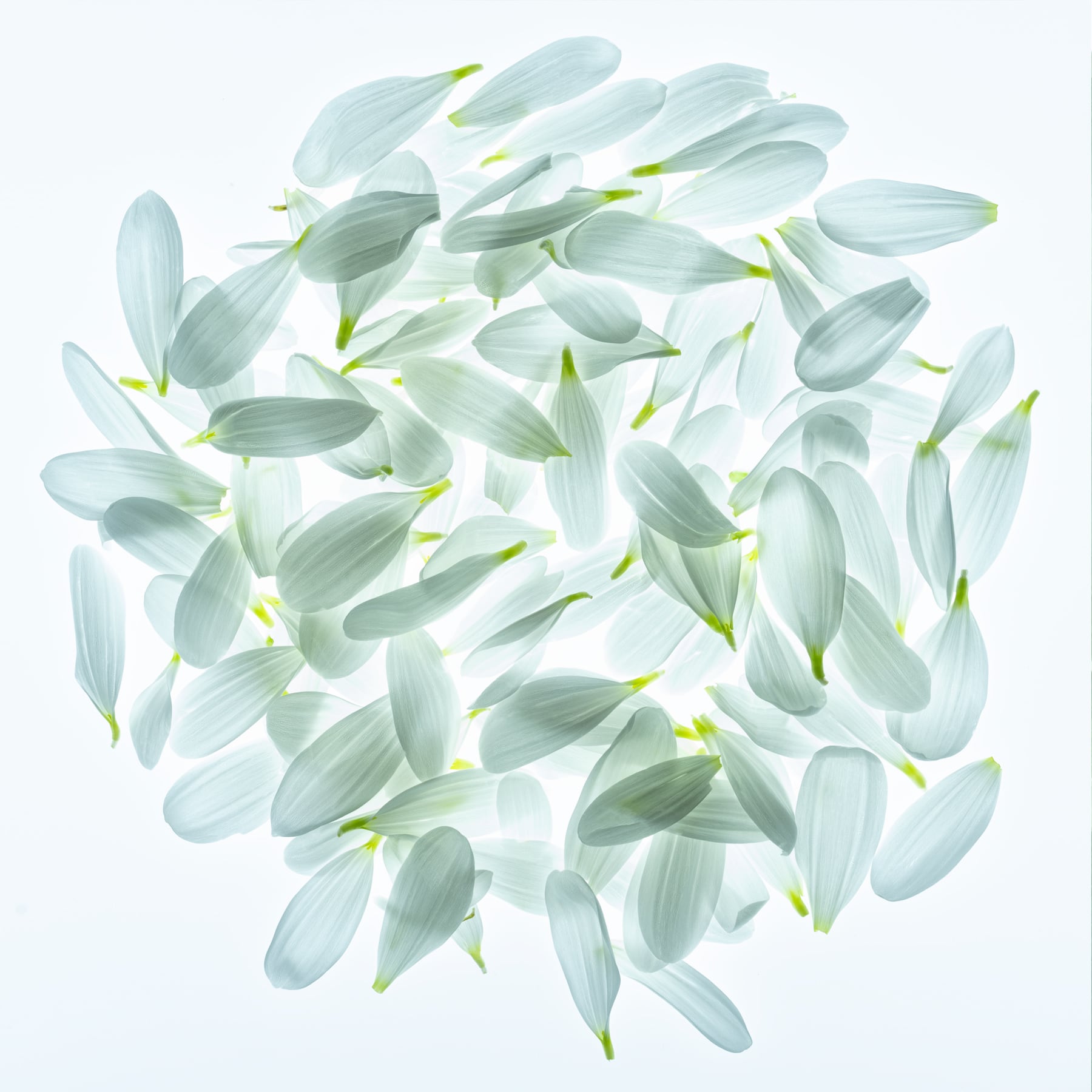 Portfolio Image