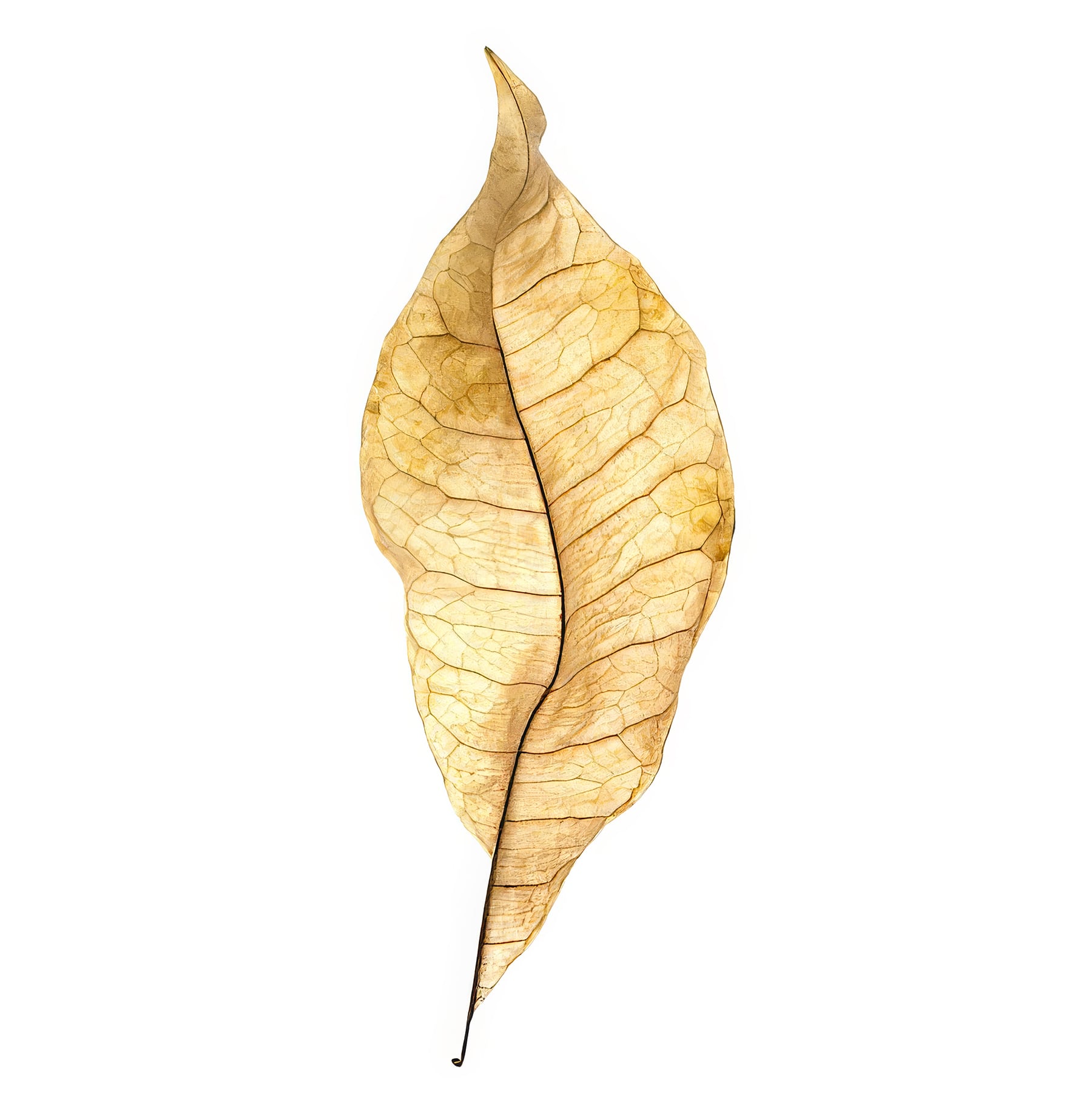 Portfolio Image