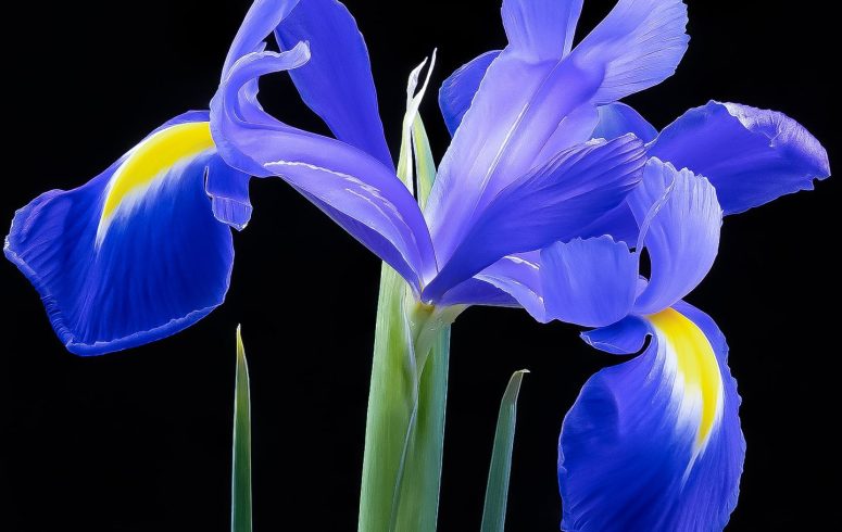 27 March 2025