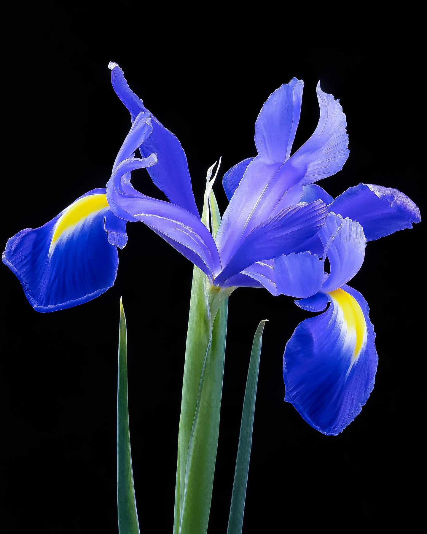 Portfolio Image