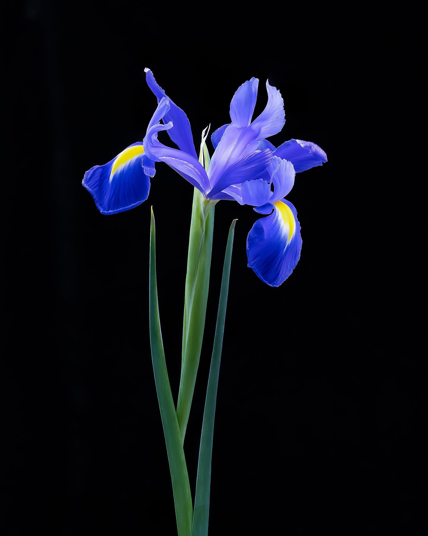 Portfolio Image