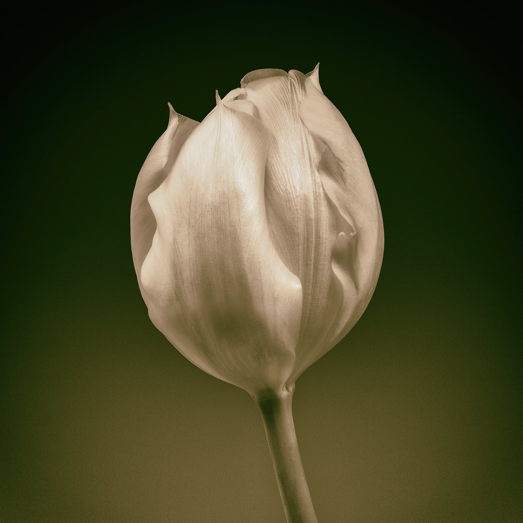 Portfolio Image