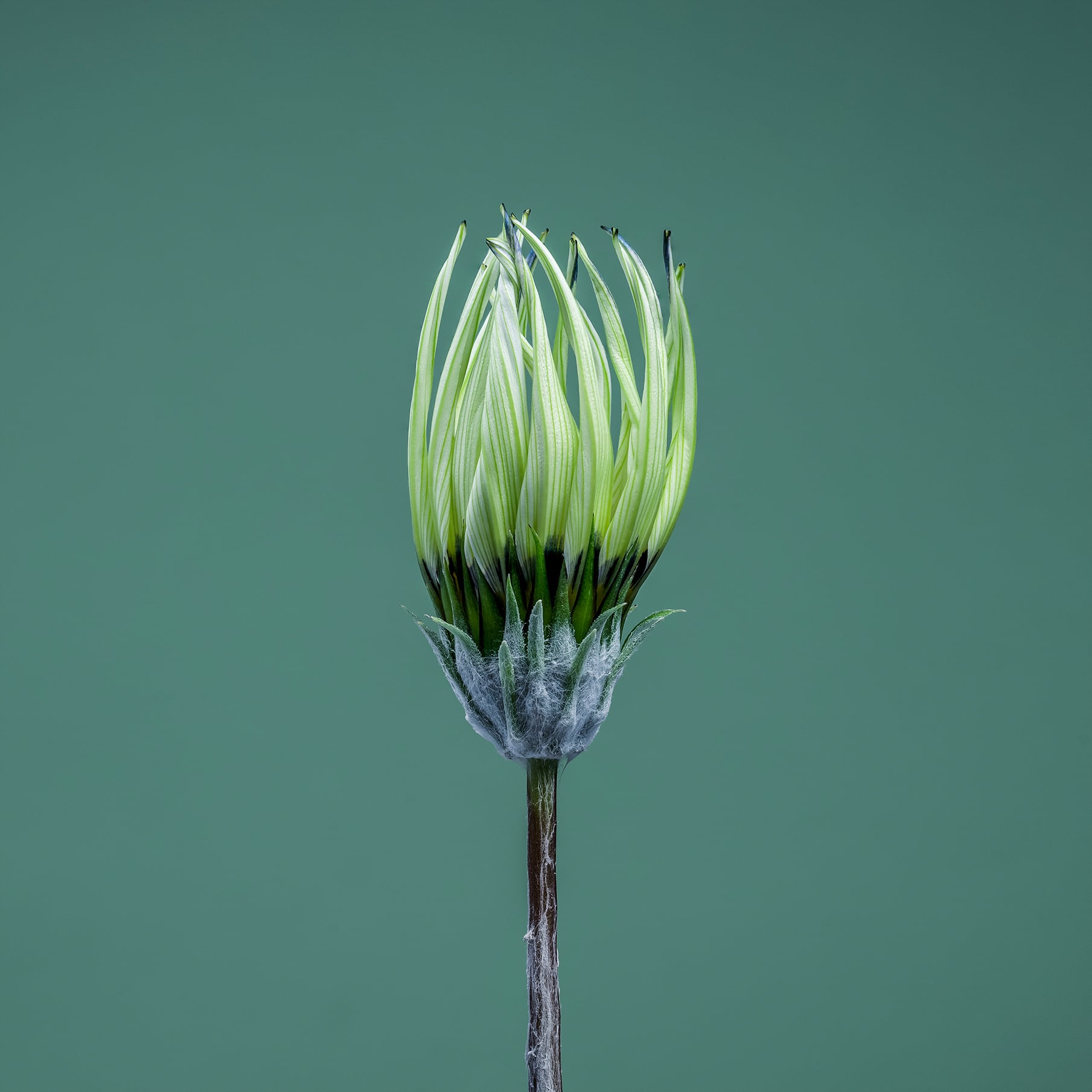 Portfolio Image