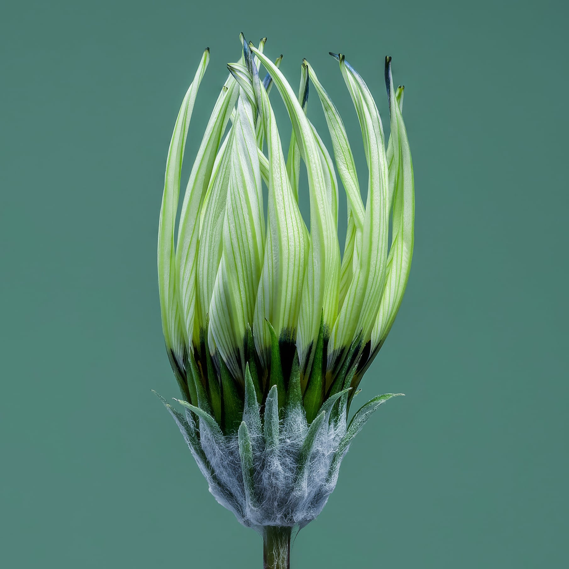 Portfolio Image