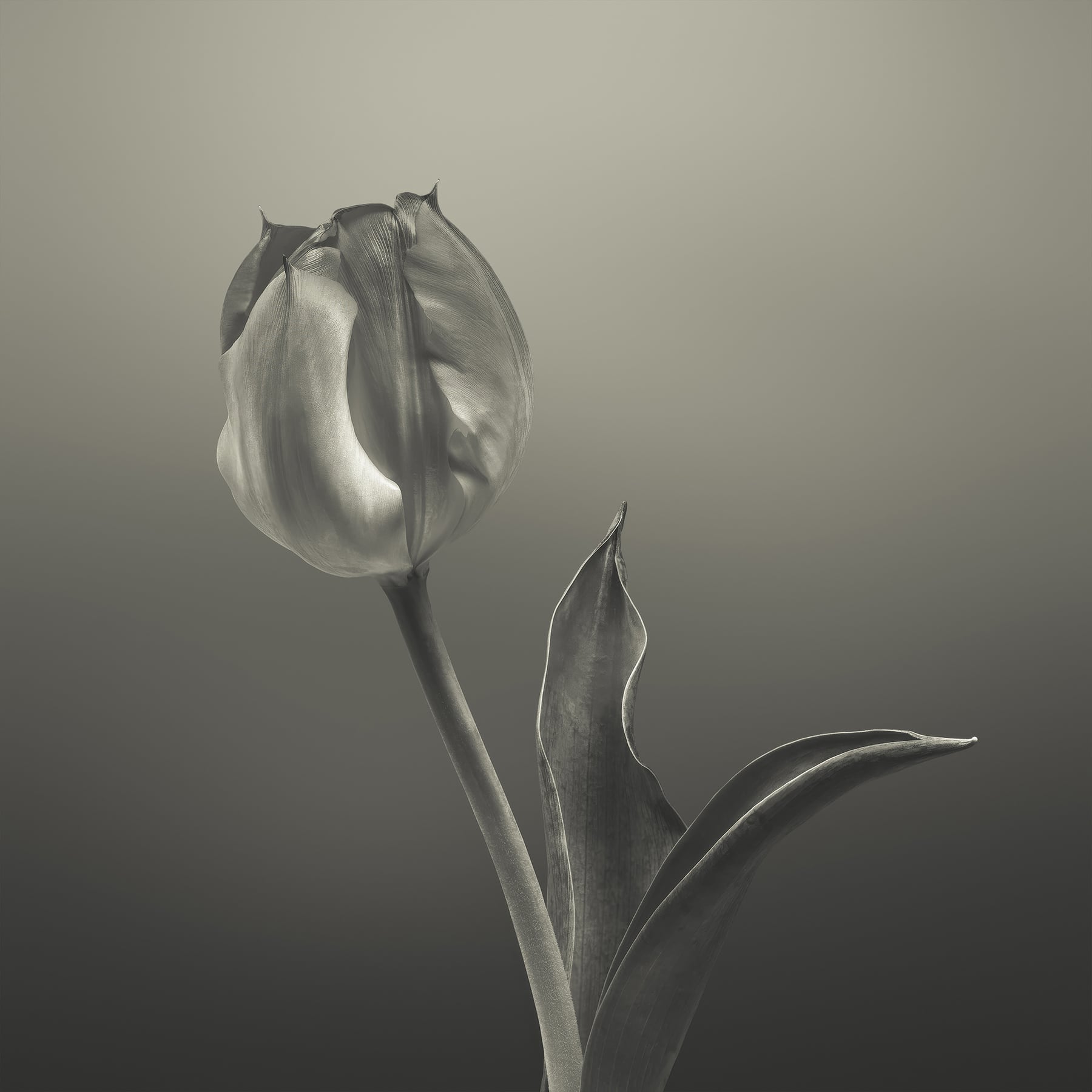 Portfolio Image