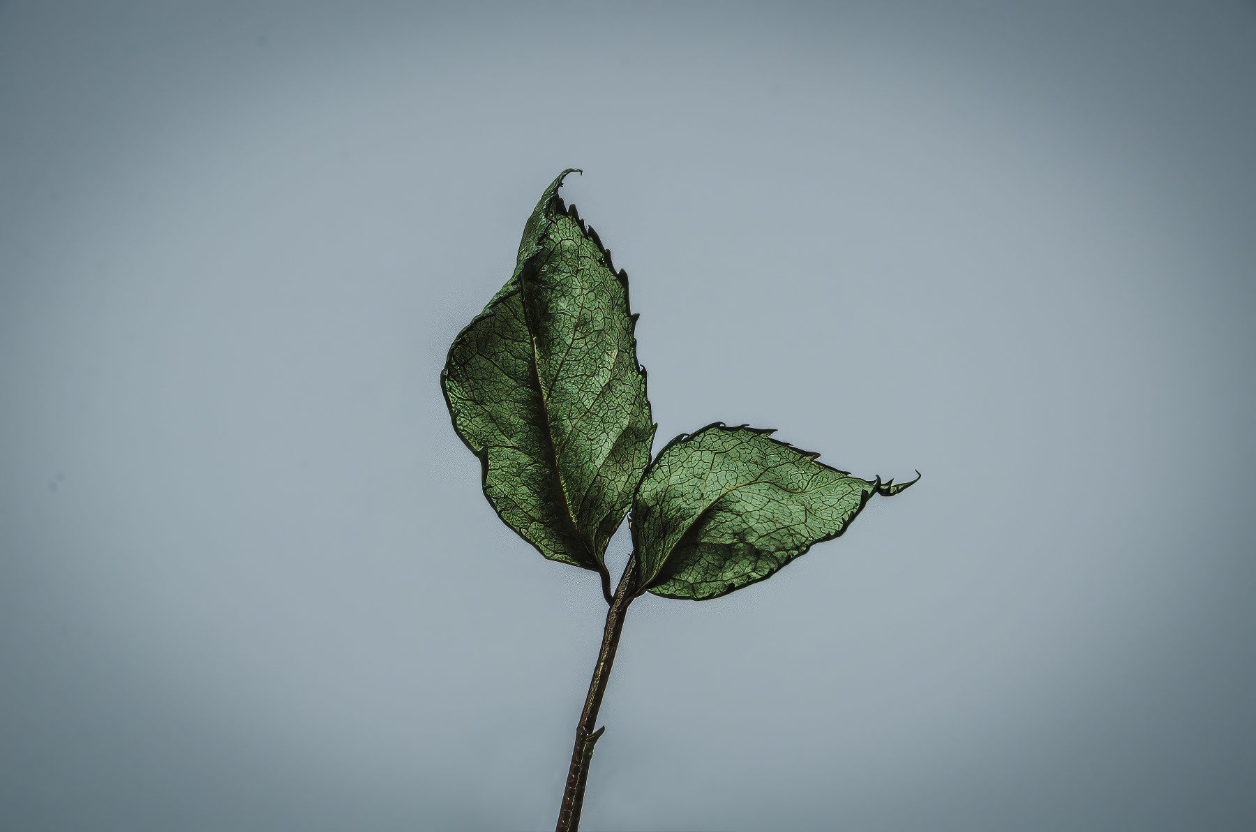 Portfolio Image
