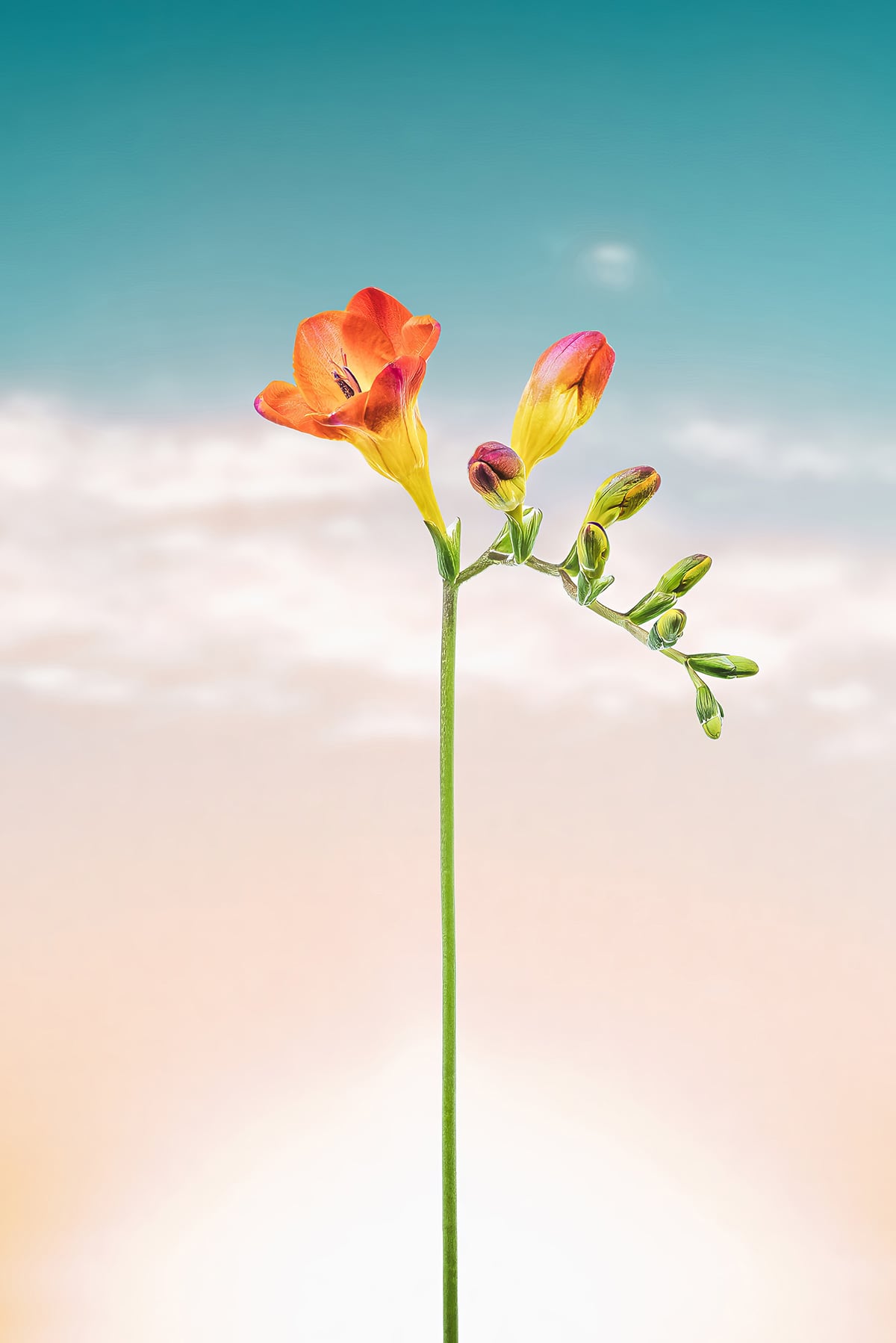 Portfolio Image