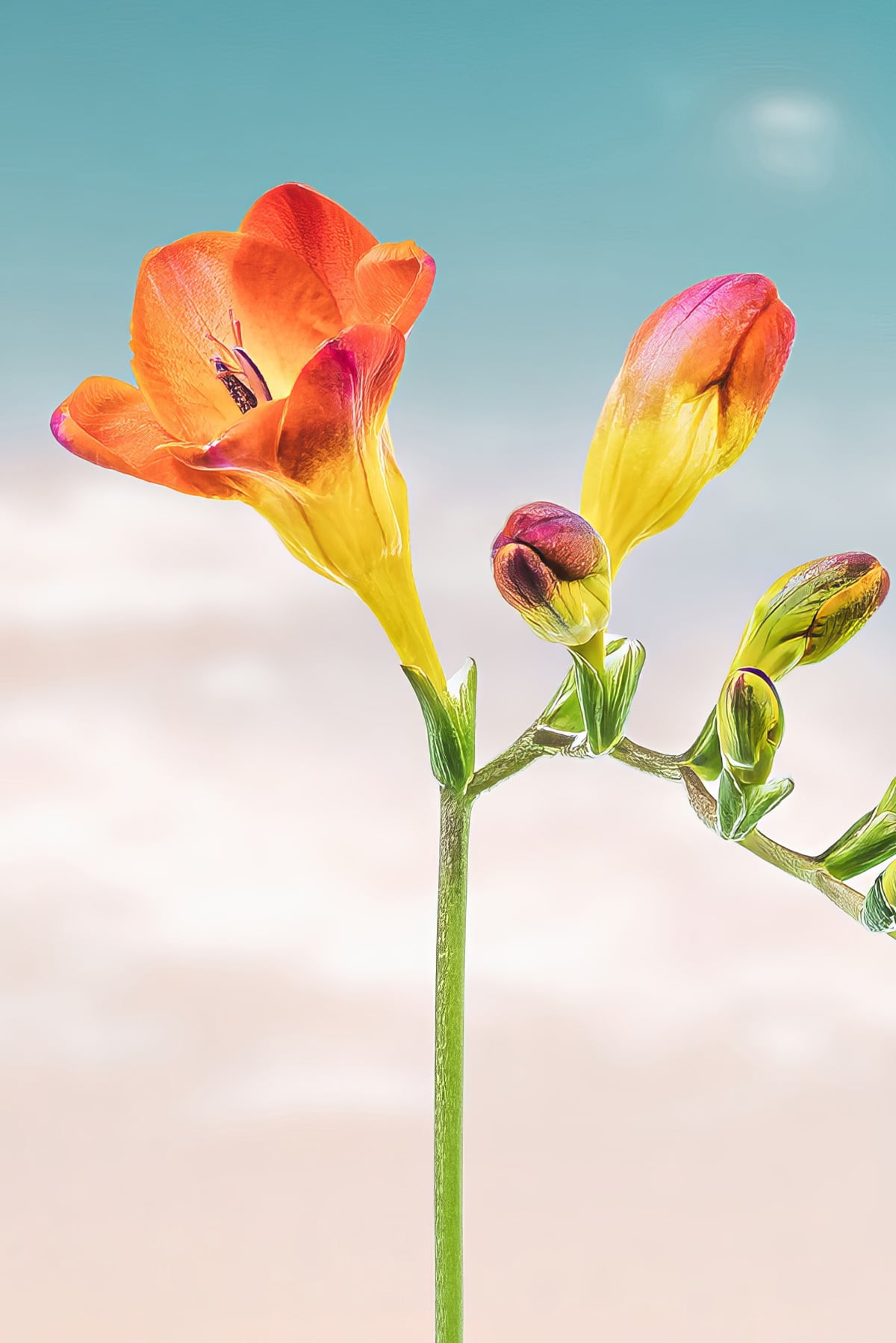 Portfolio Image