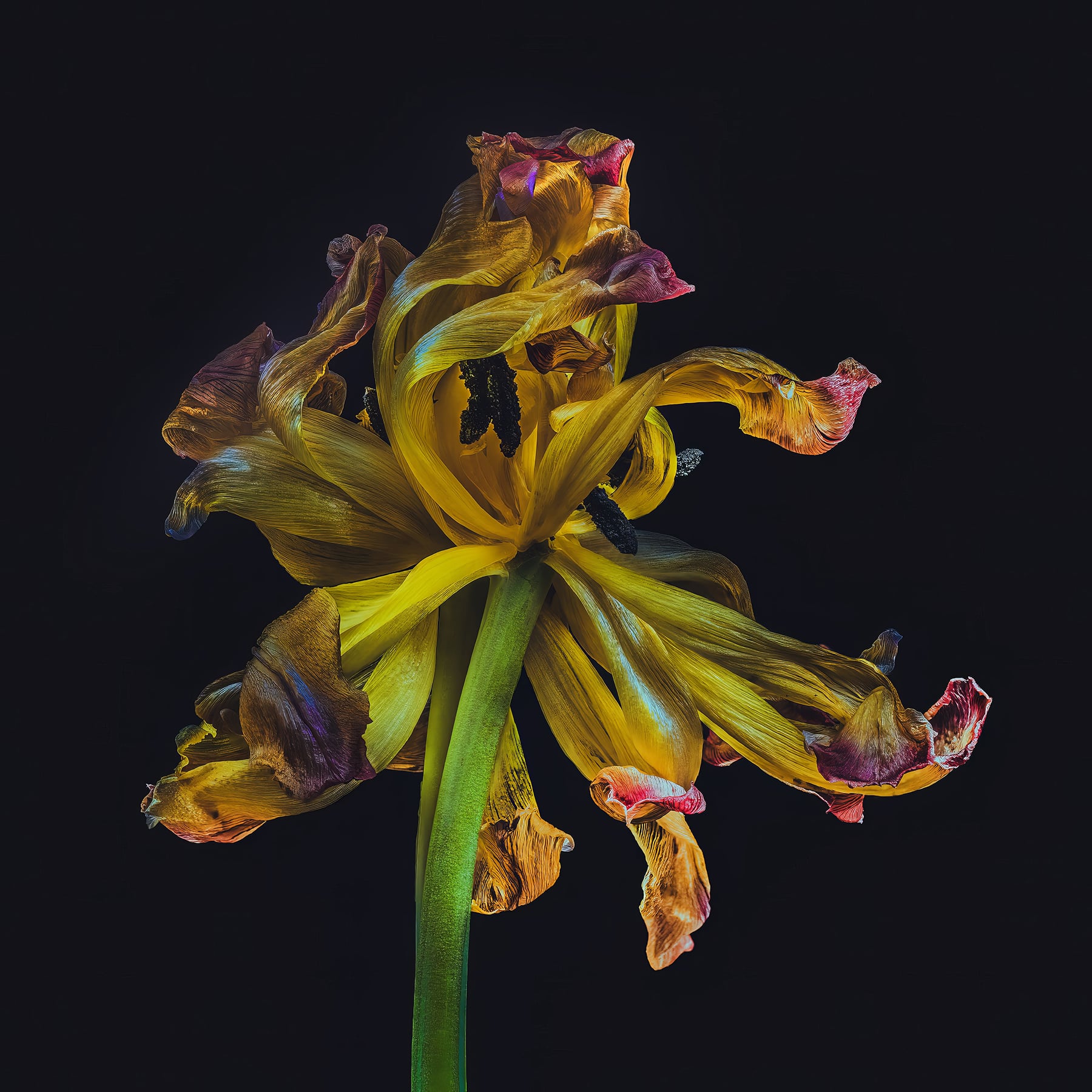 Portfolio Image