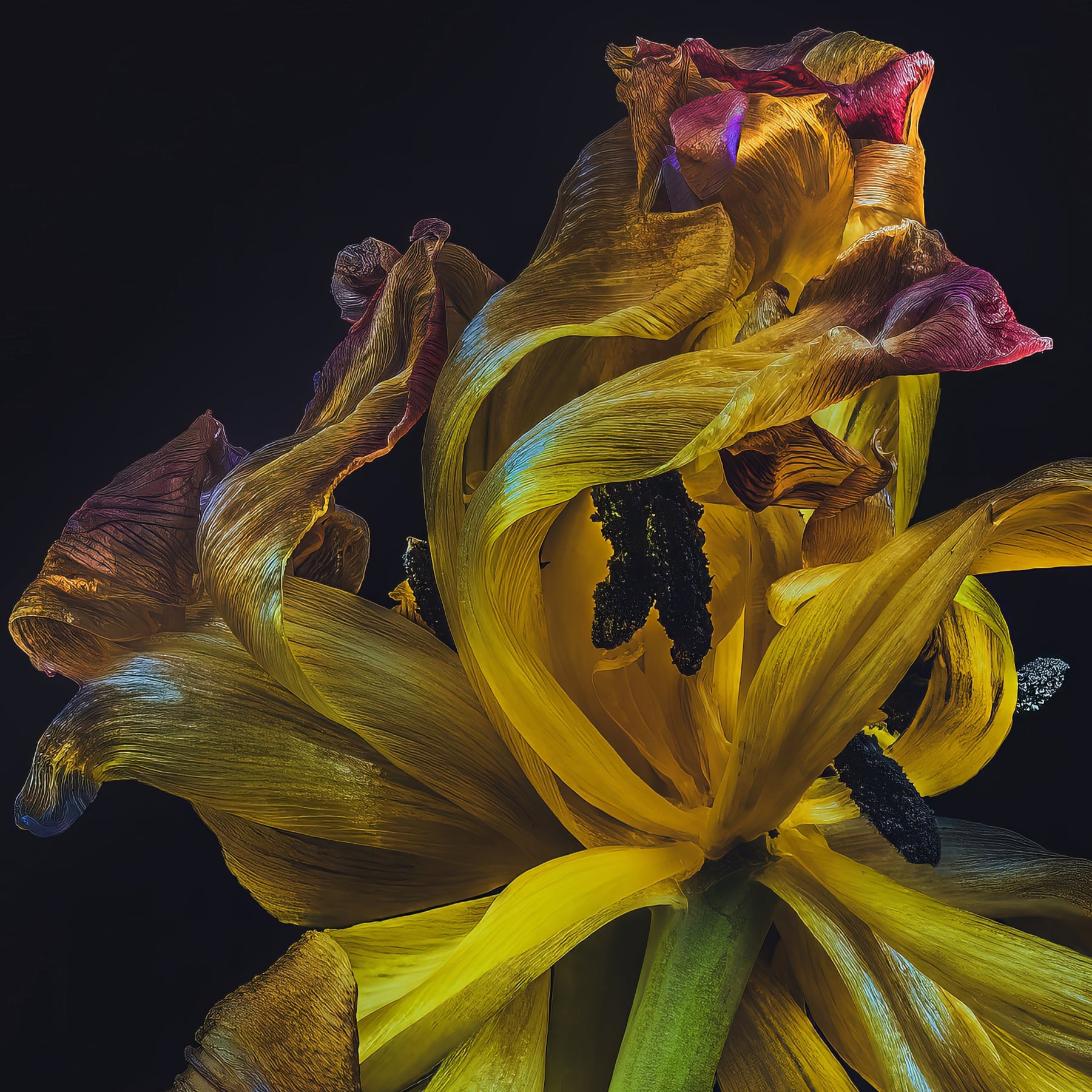 Portfolio Image
