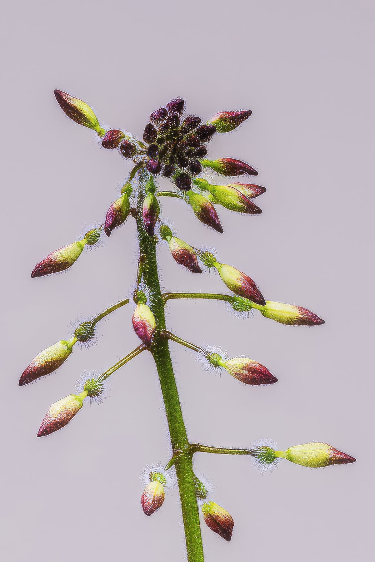 Portfolio Image