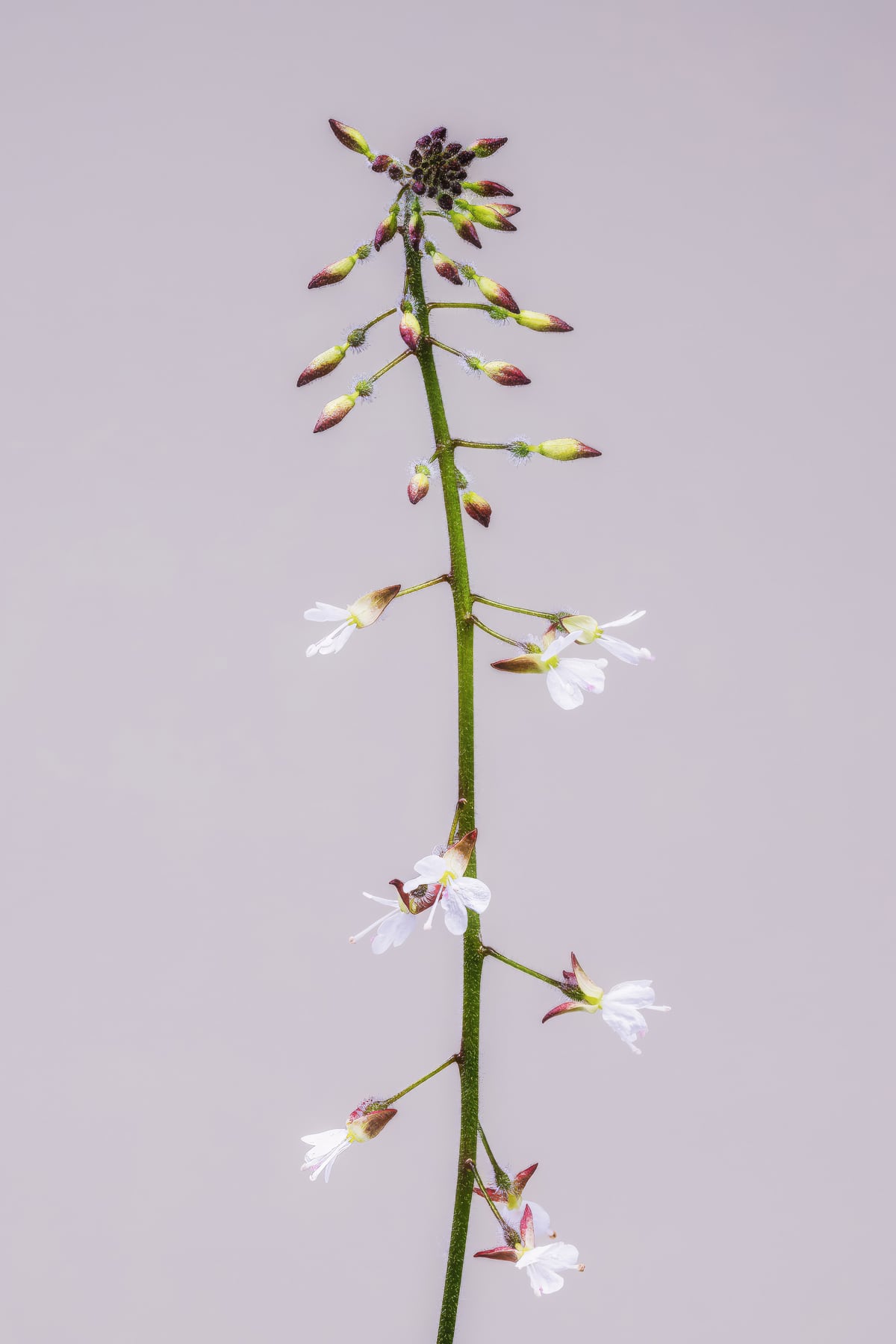 Portfolio Image