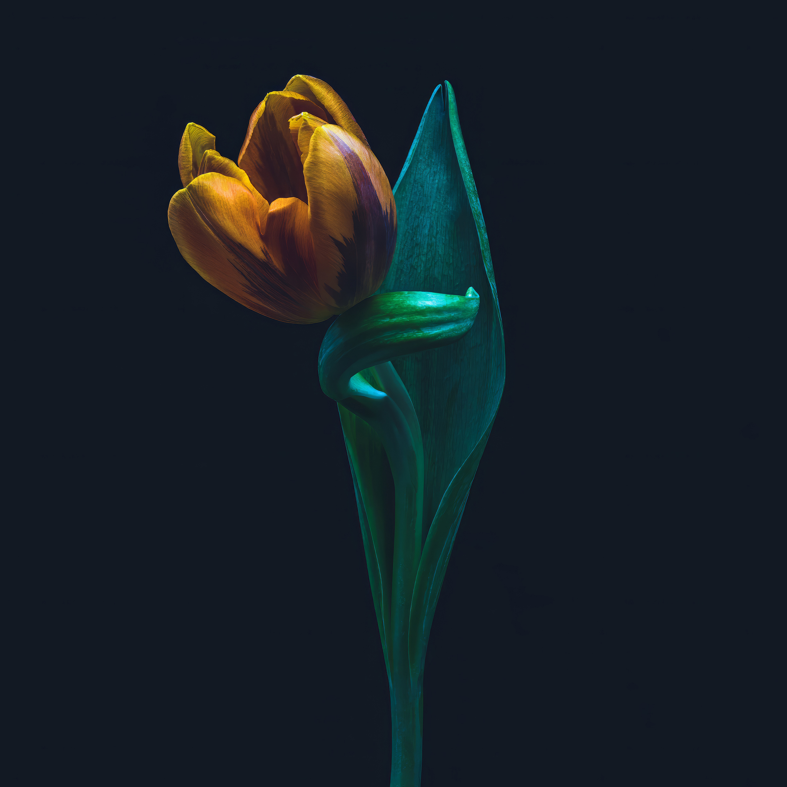 Portfolio Image