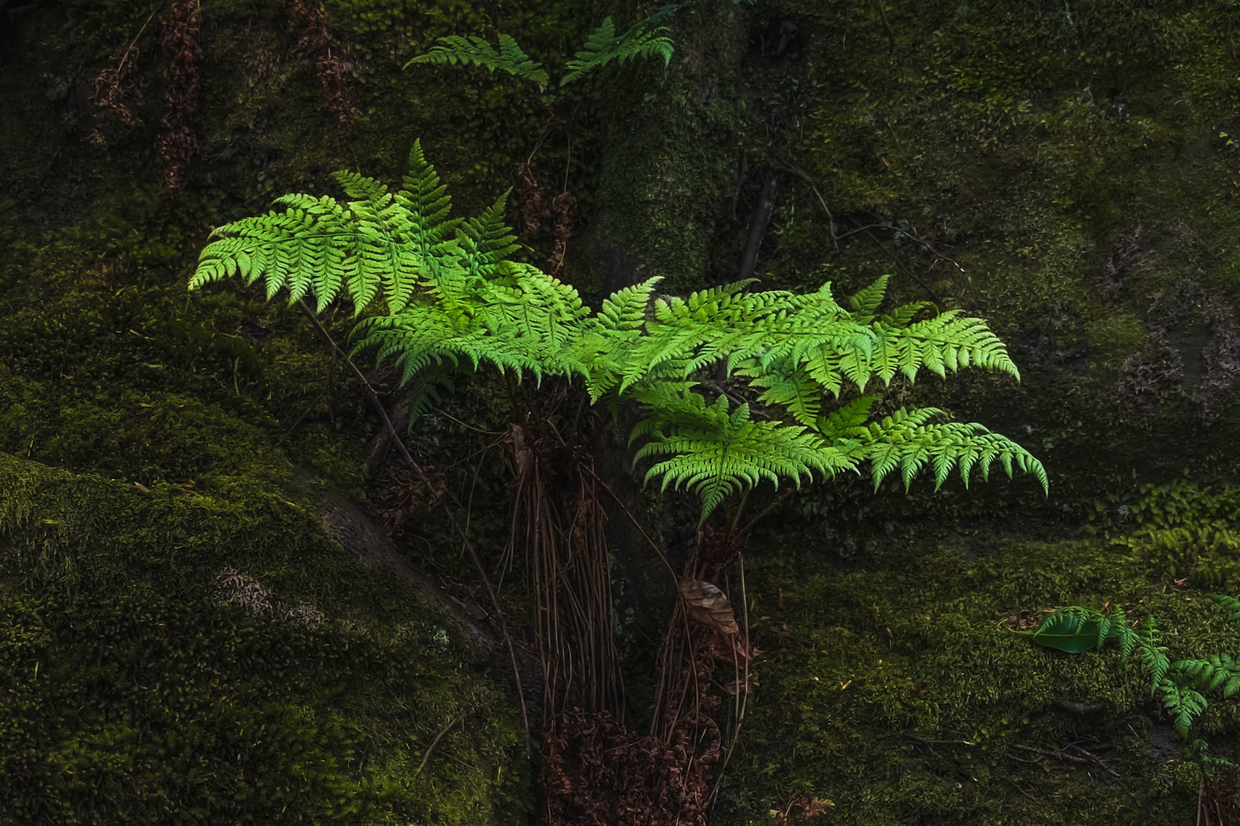 Portfolio Image