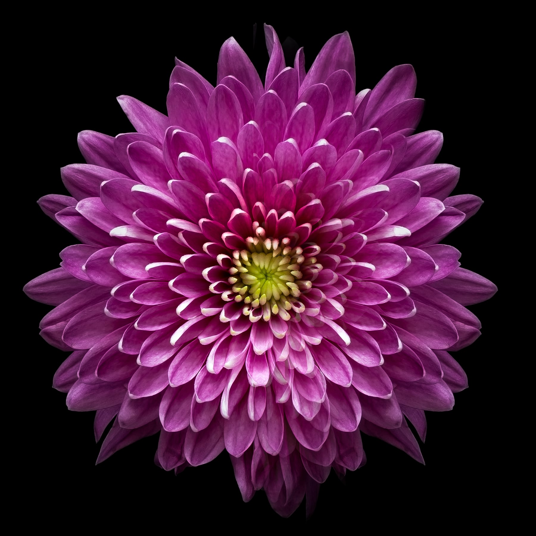 Portfolio Image