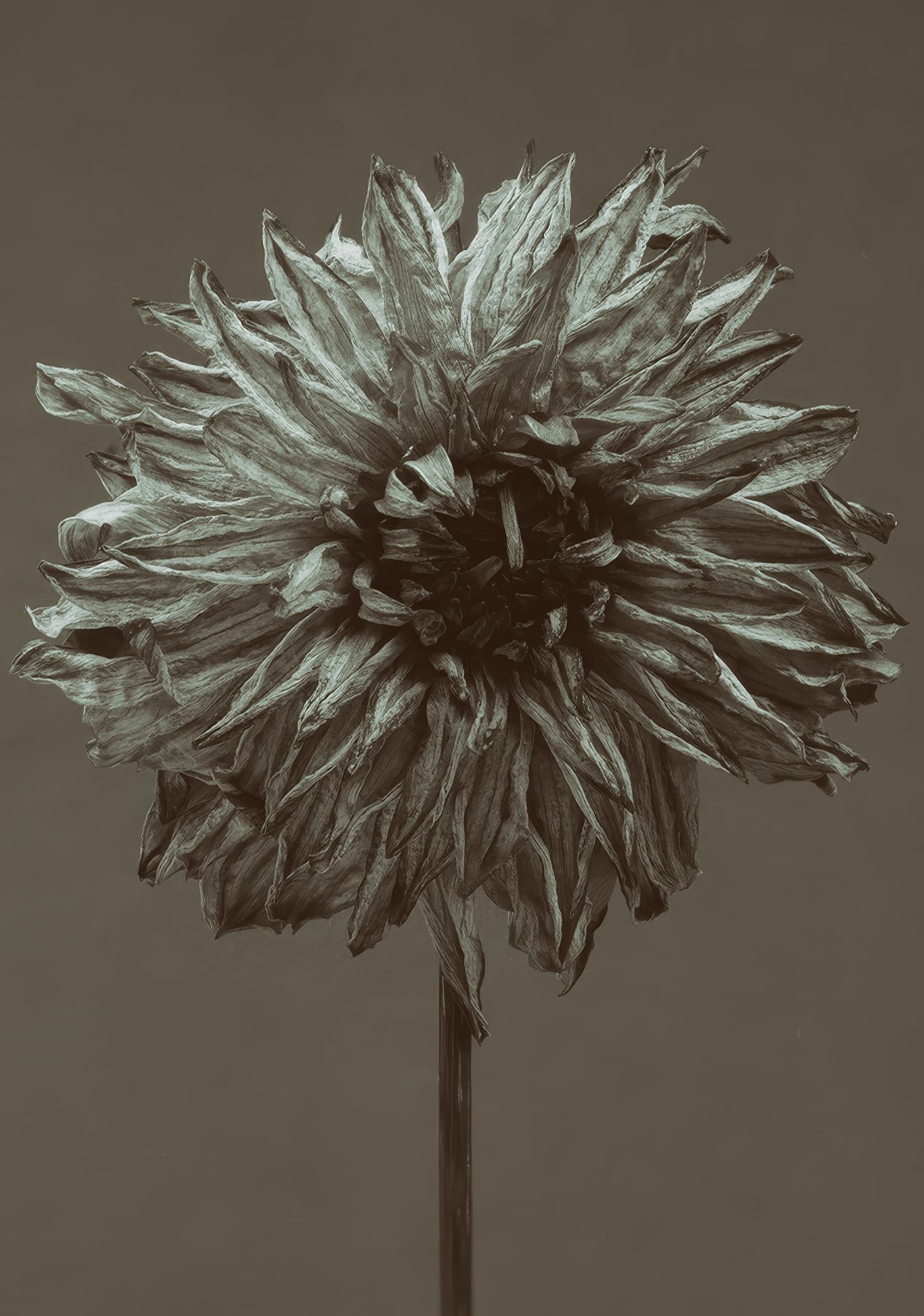 Portfolio Image