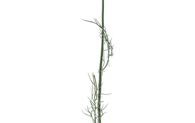 27 April 2025