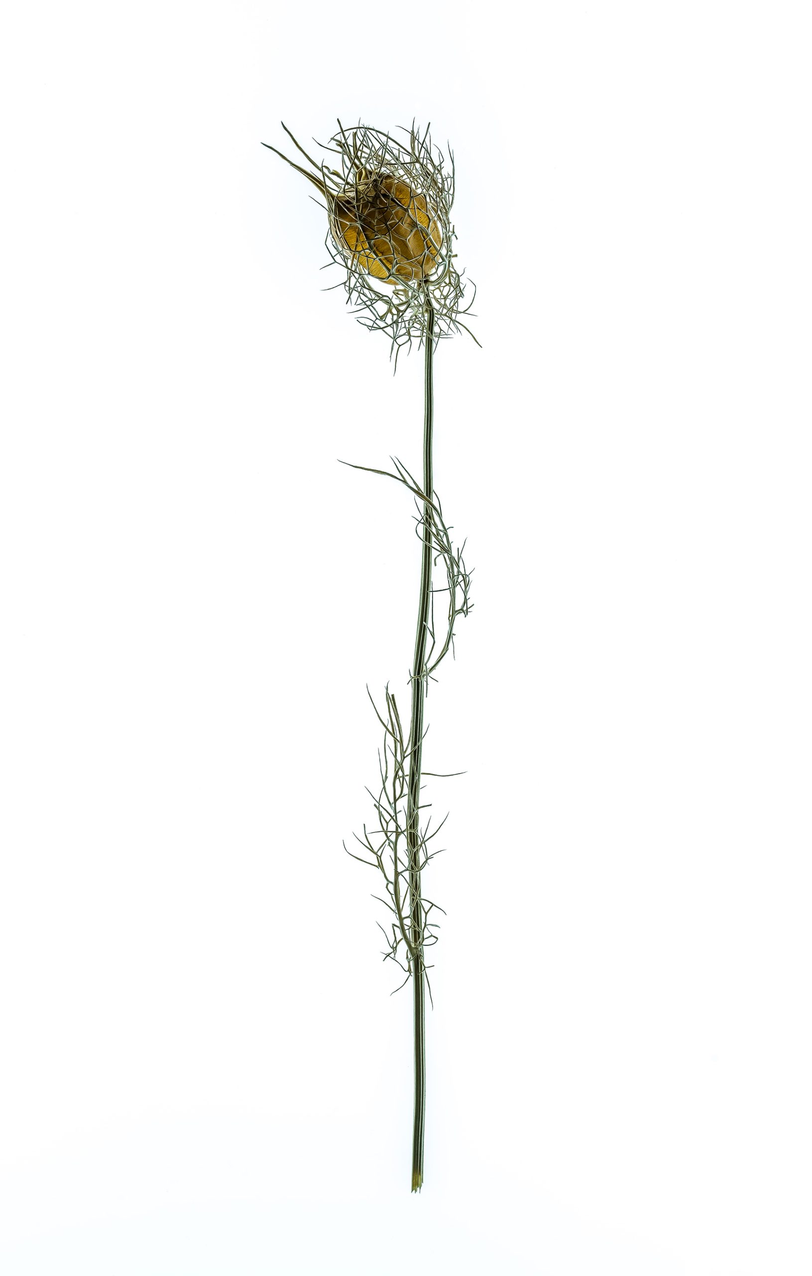Portfolio Image
