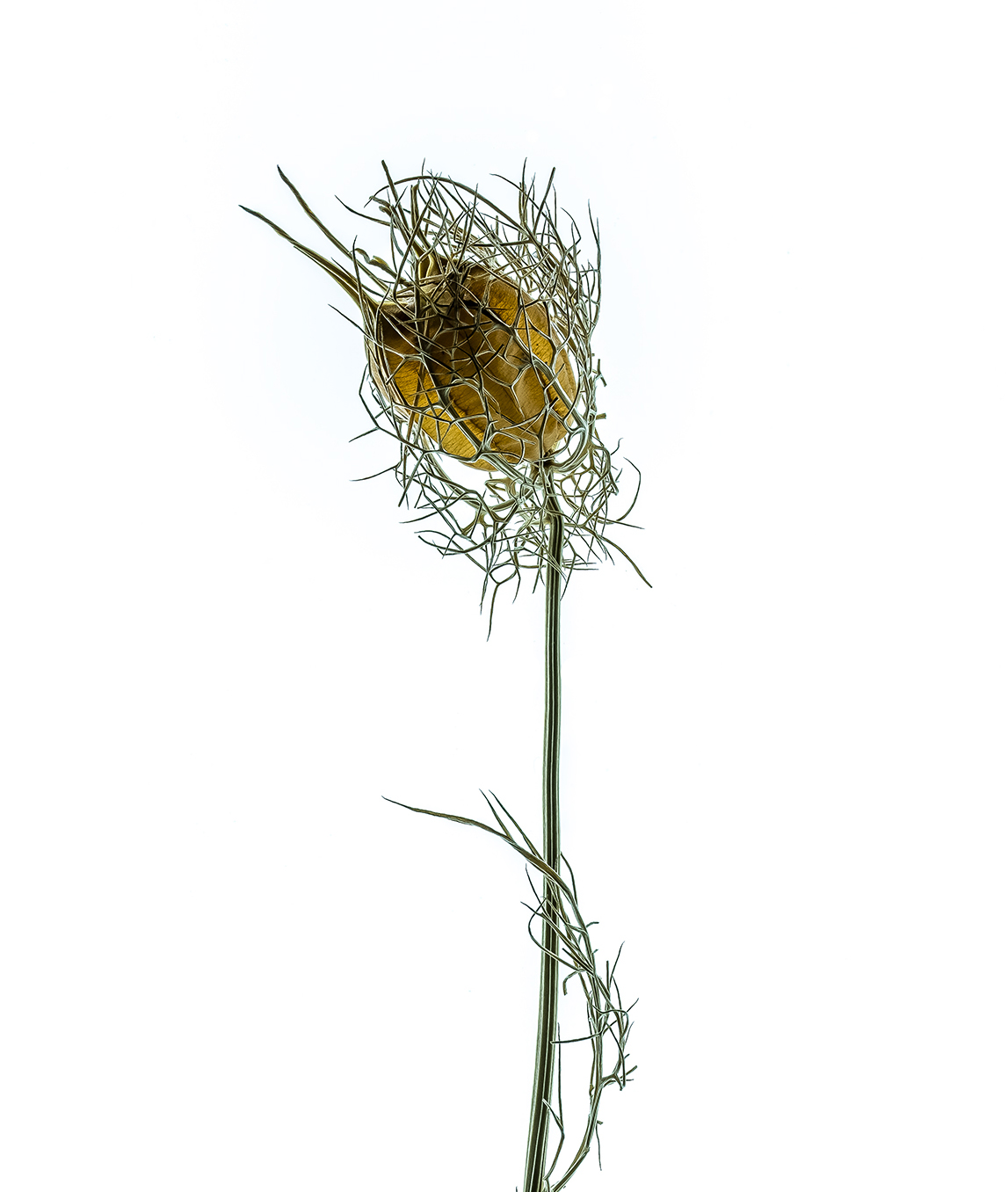 Portfolio Image