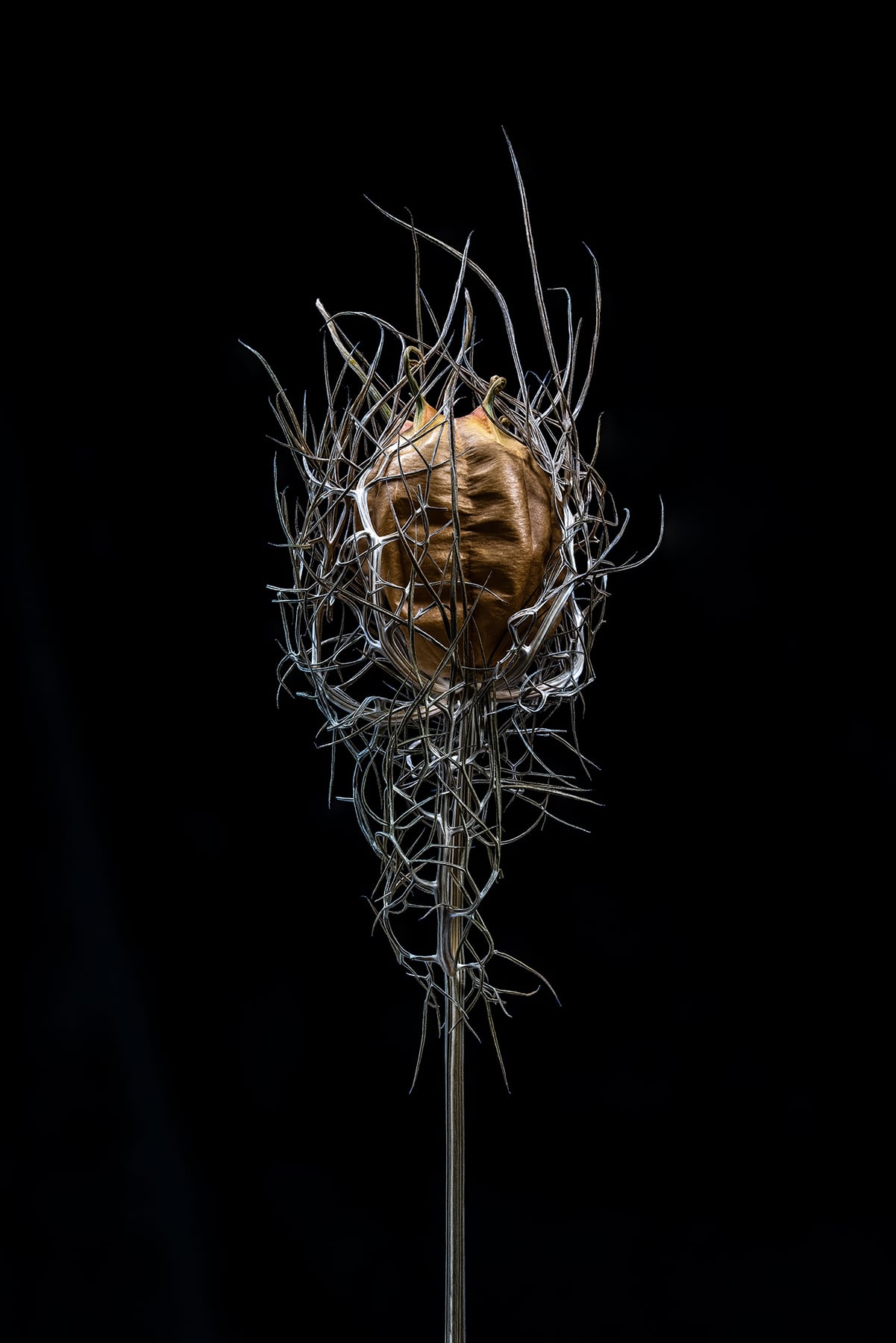 Portfolio Image