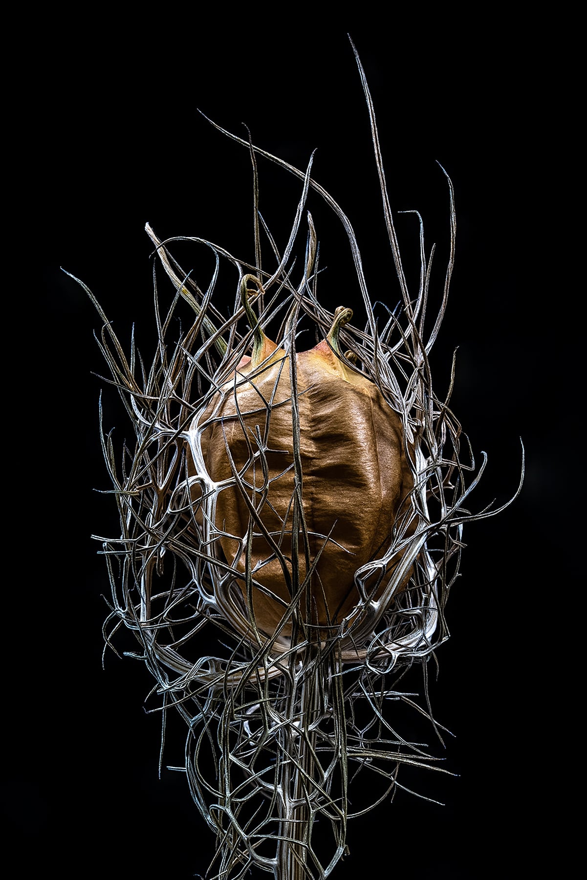 Portfolio Image