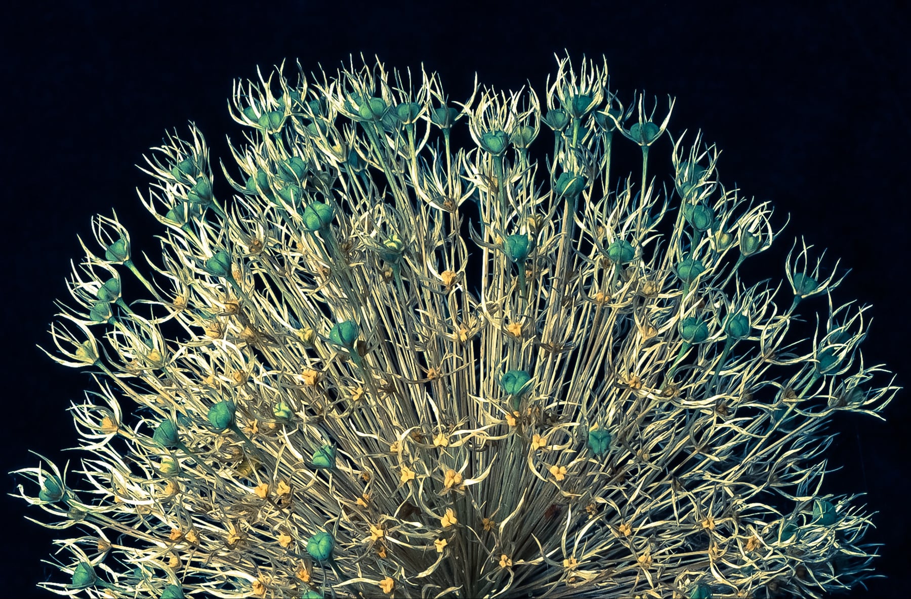 Portfolio Image