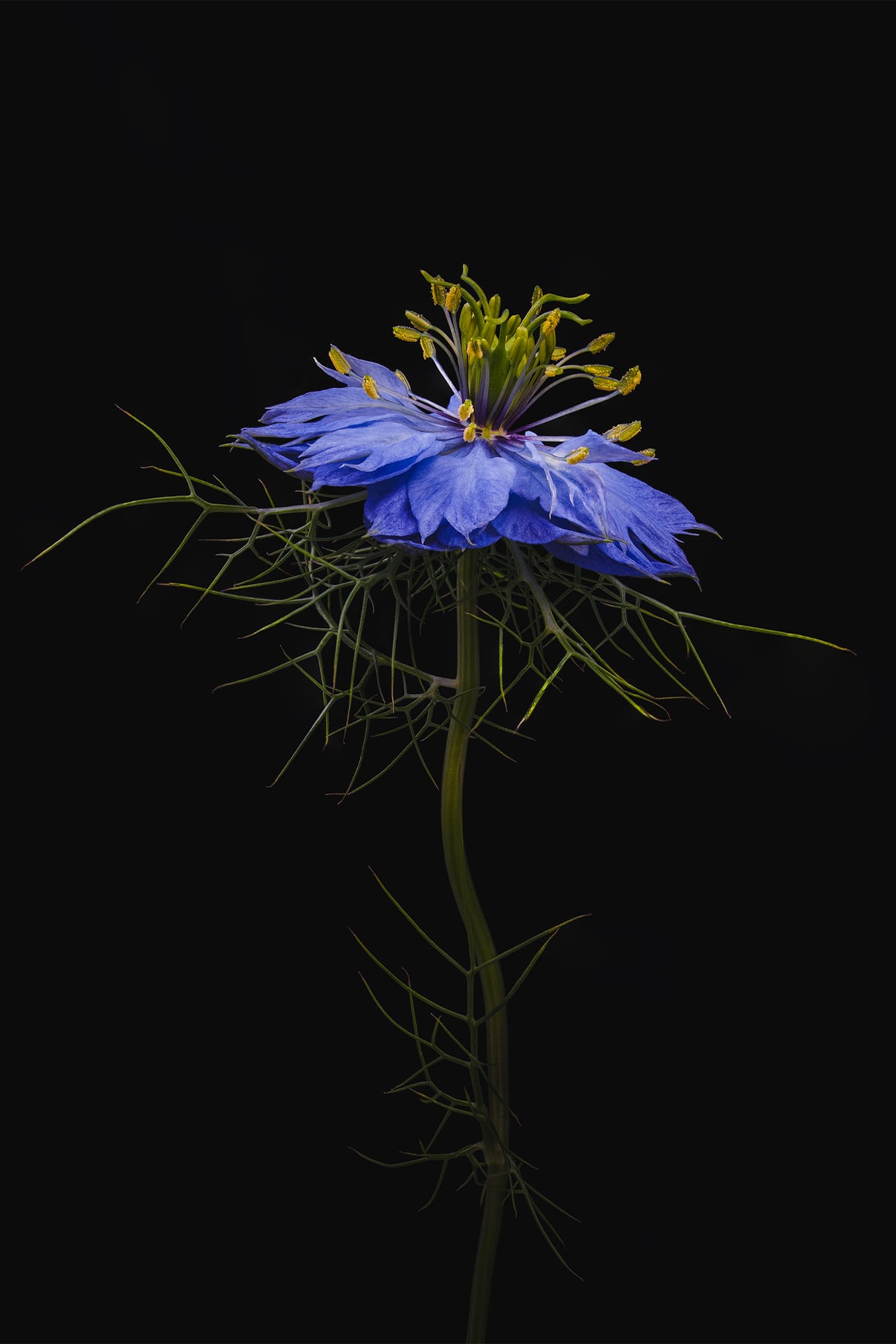 Portfolio Image