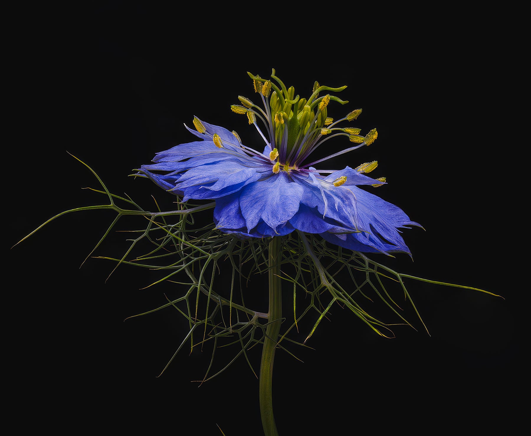 Portfolio Image