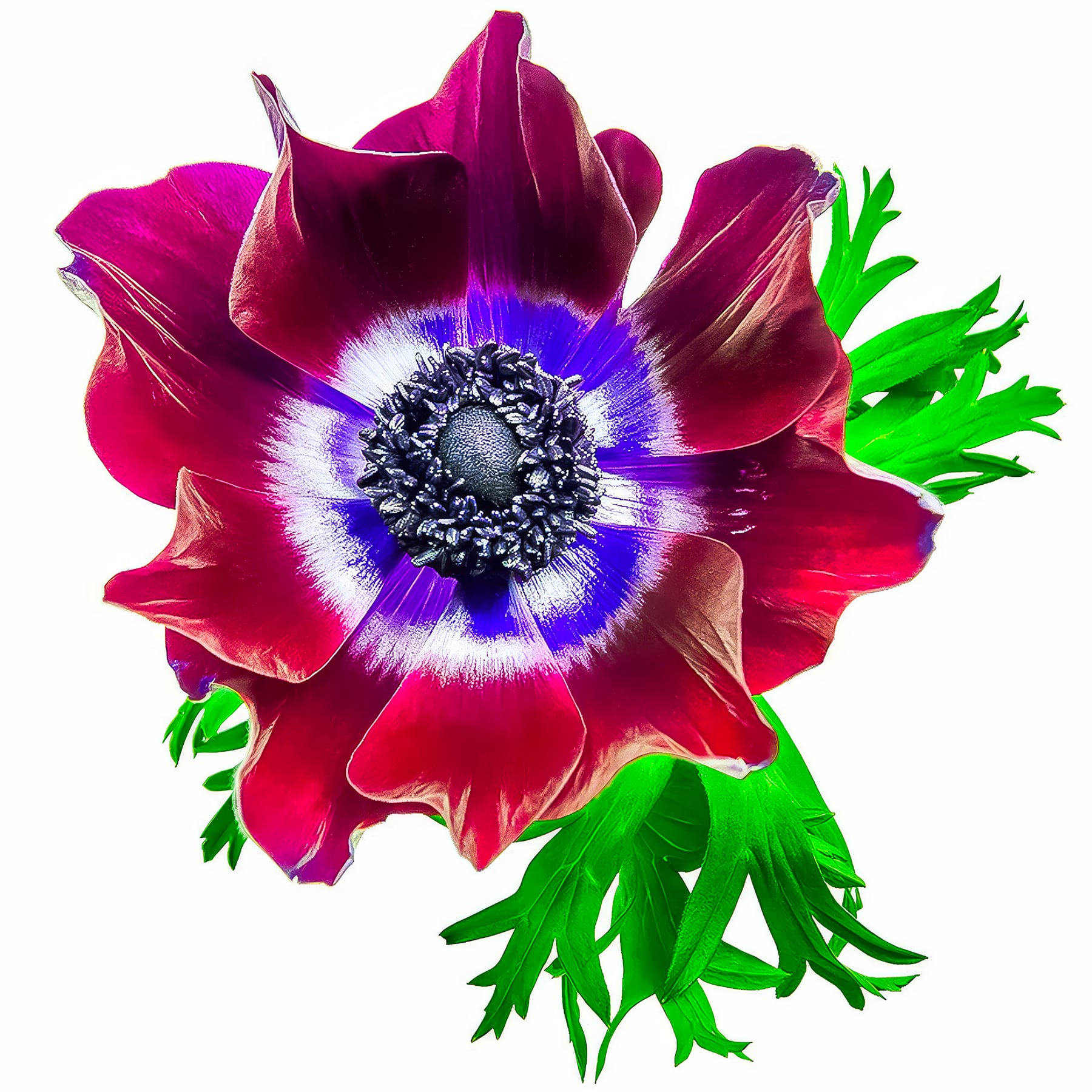 Portfolio Image