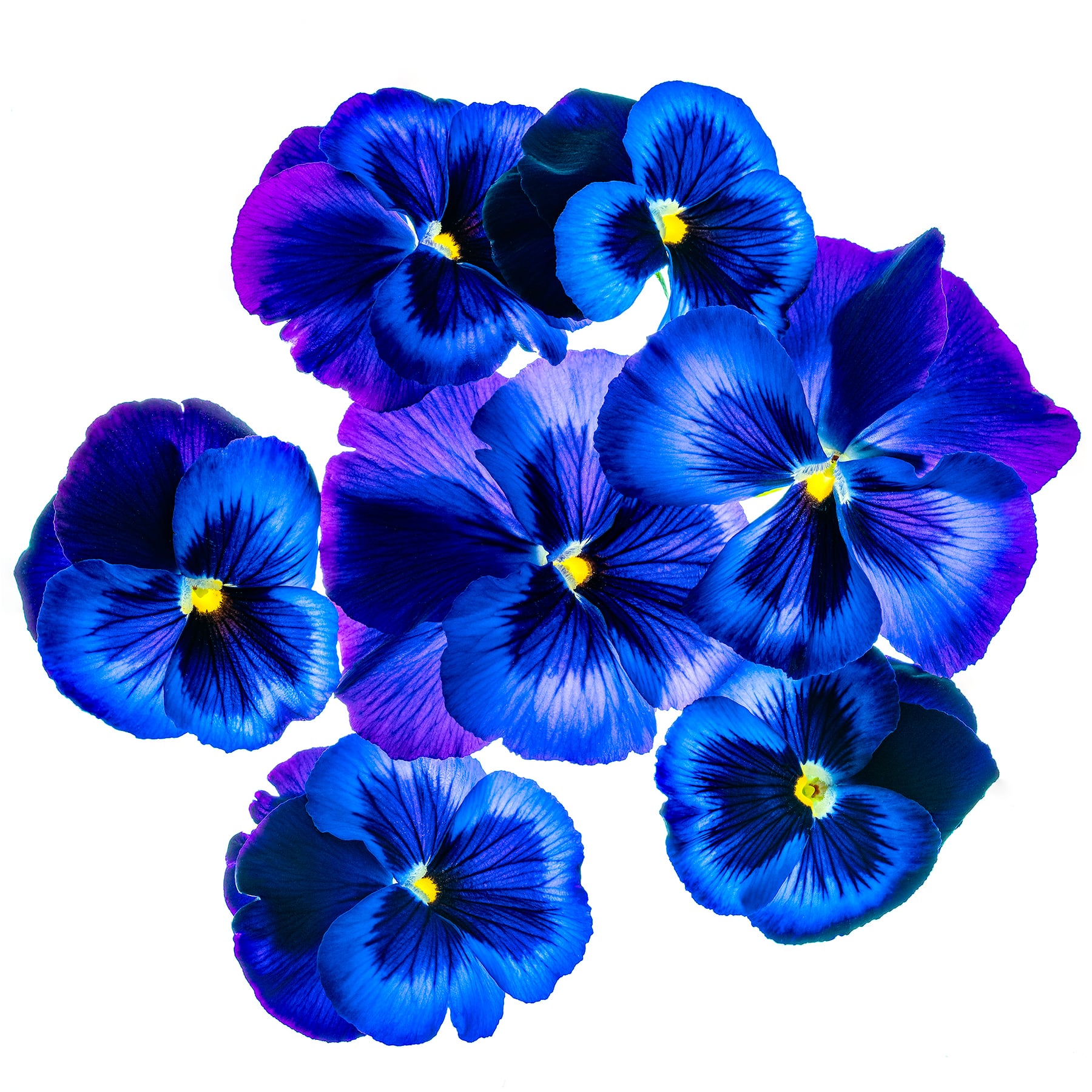 Portfolio Image