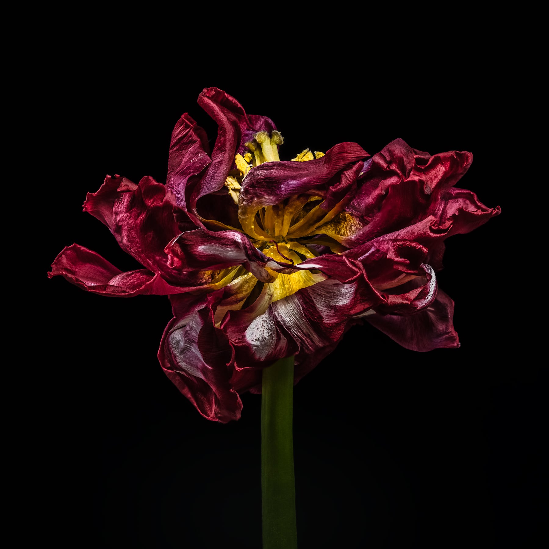 Portfolio Image