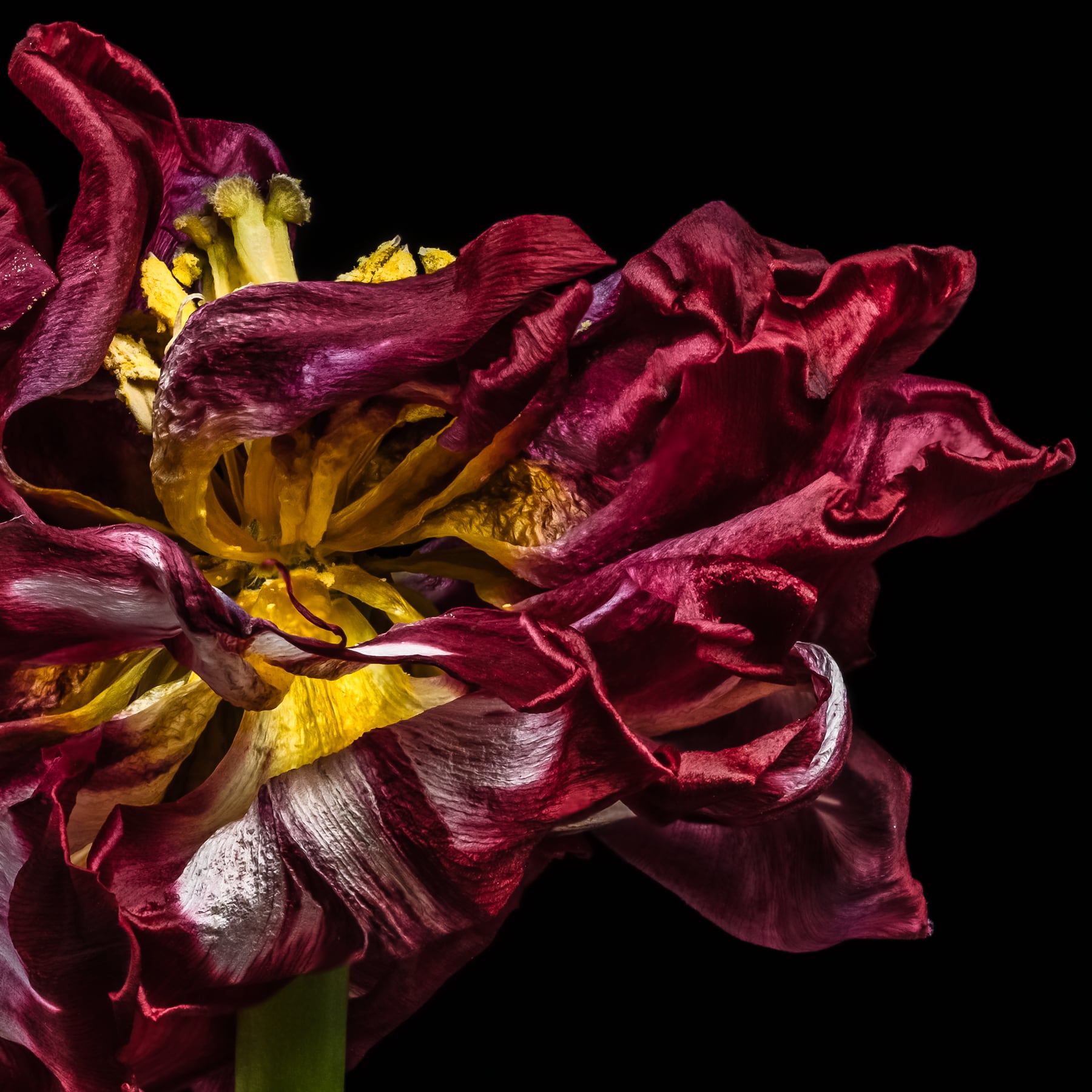 Portfolio Image