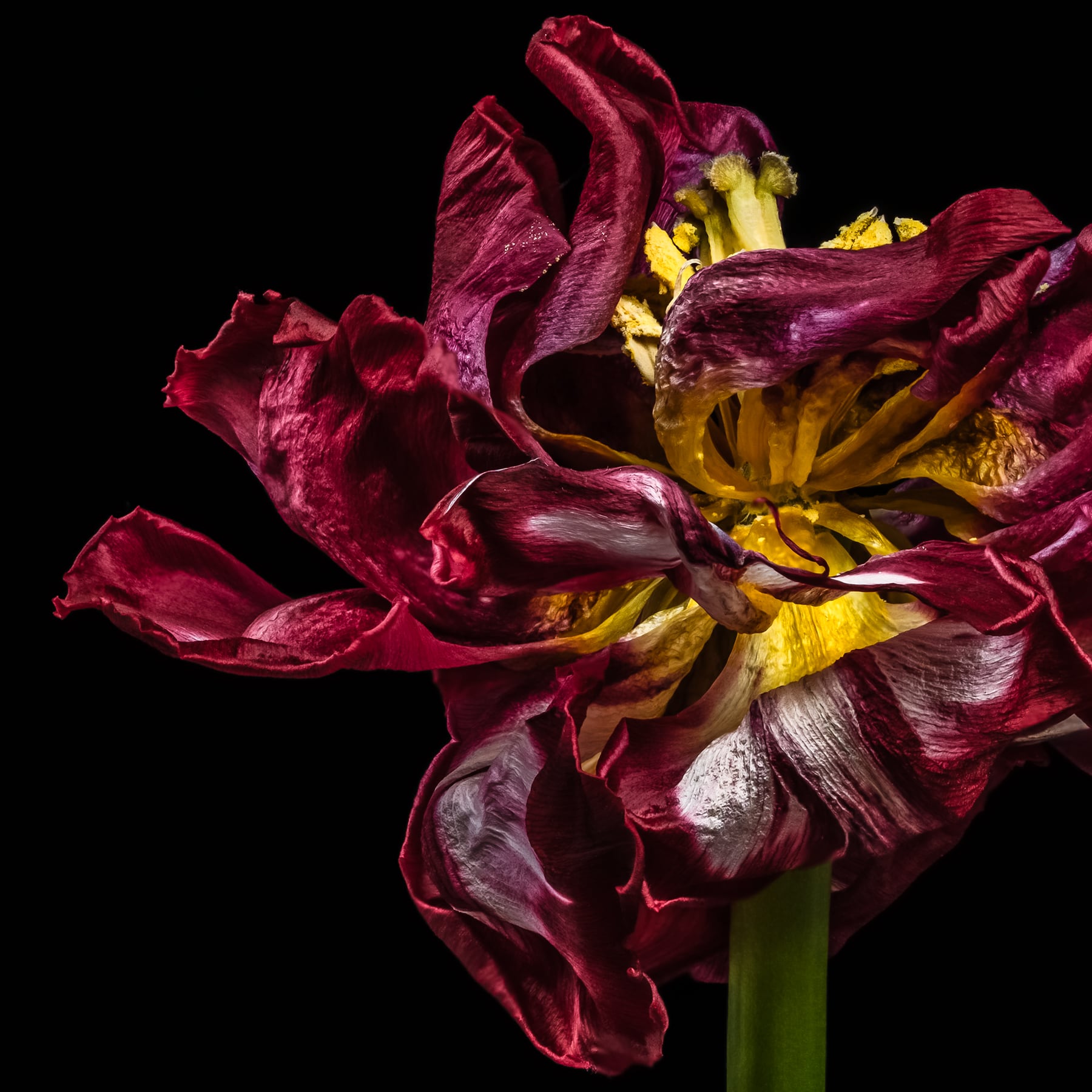 Portfolio Image
