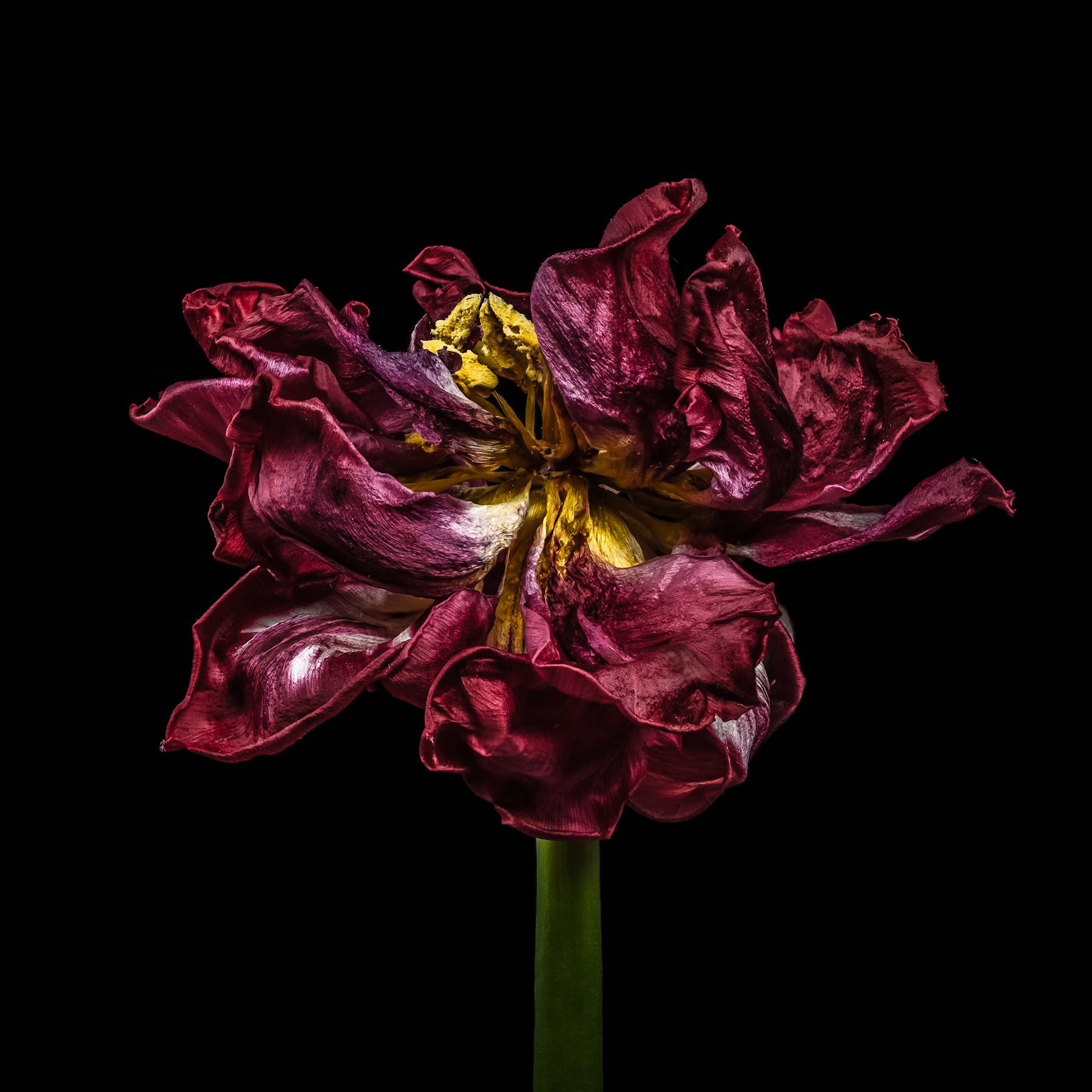 Portfolio Image
