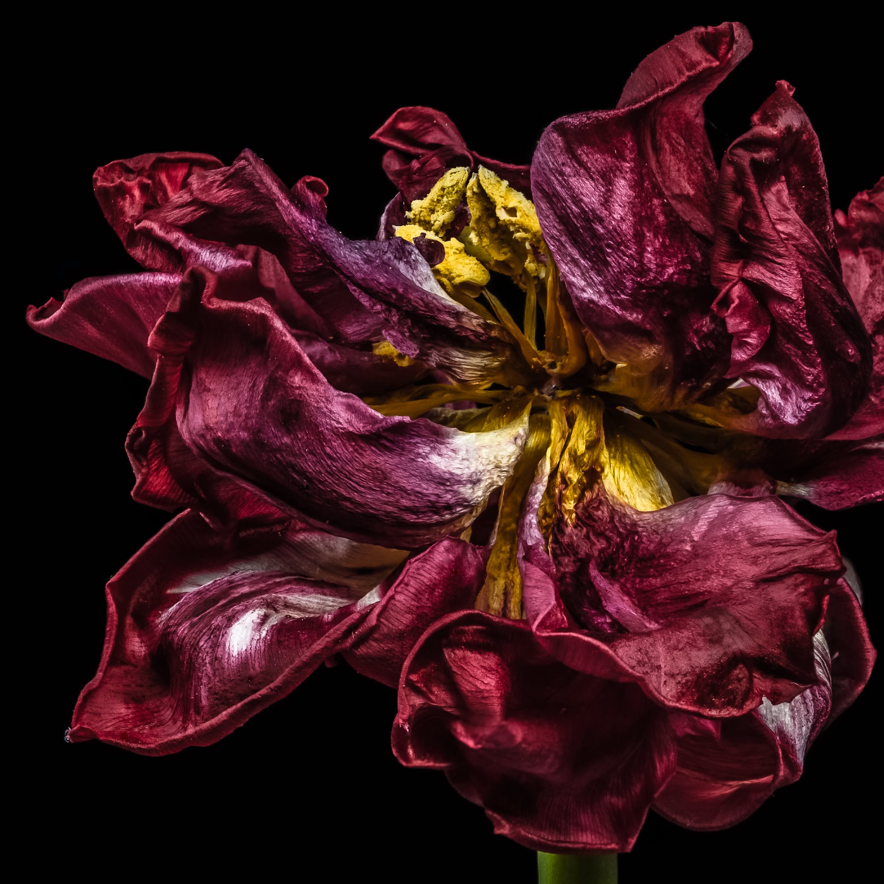 Portfolio Image