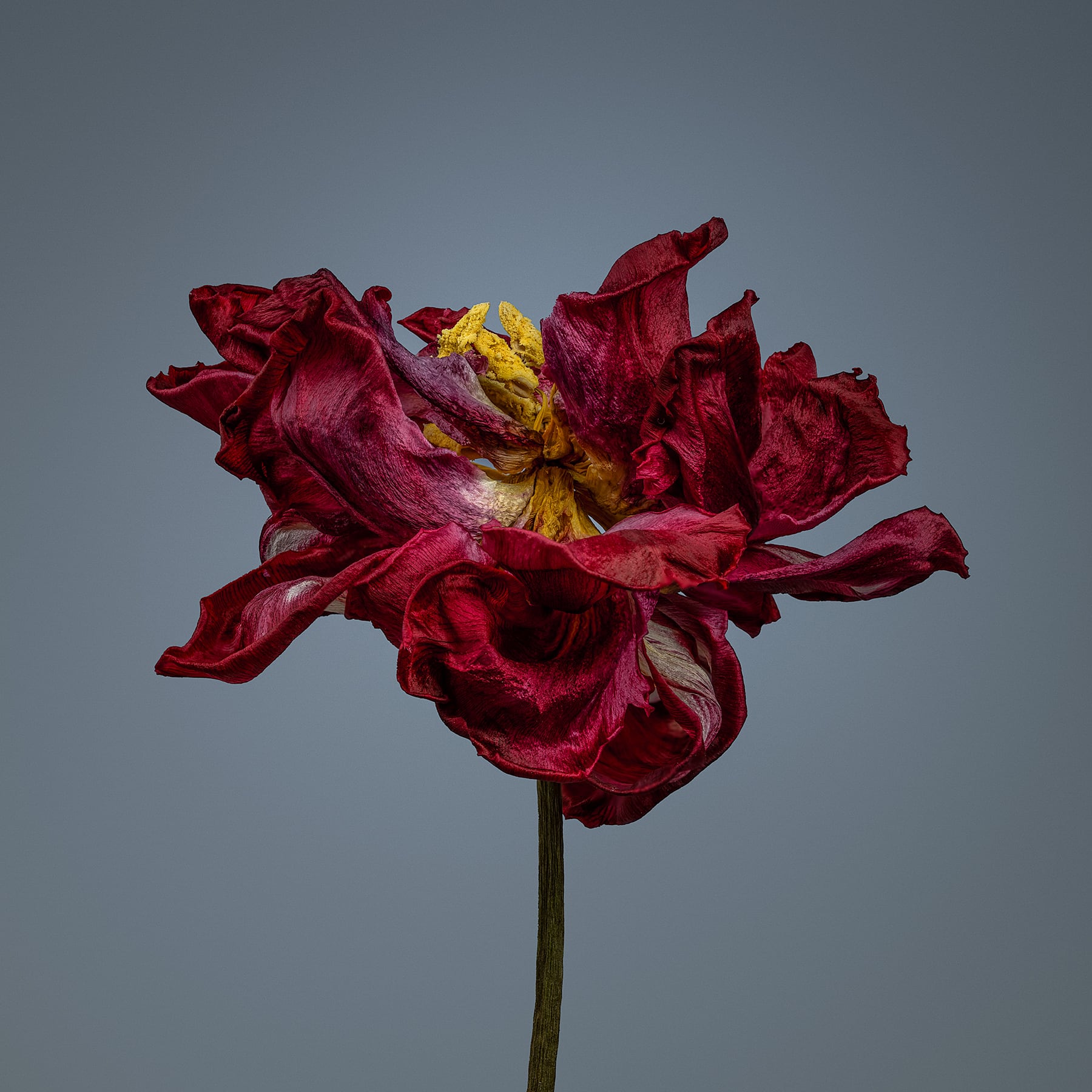 Portfolio Image