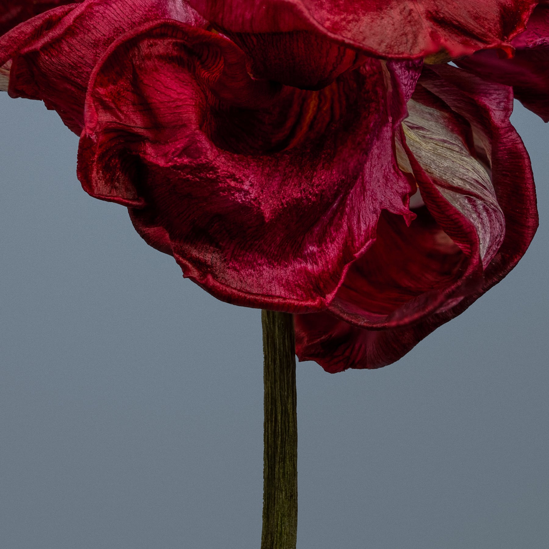Portfolio Image