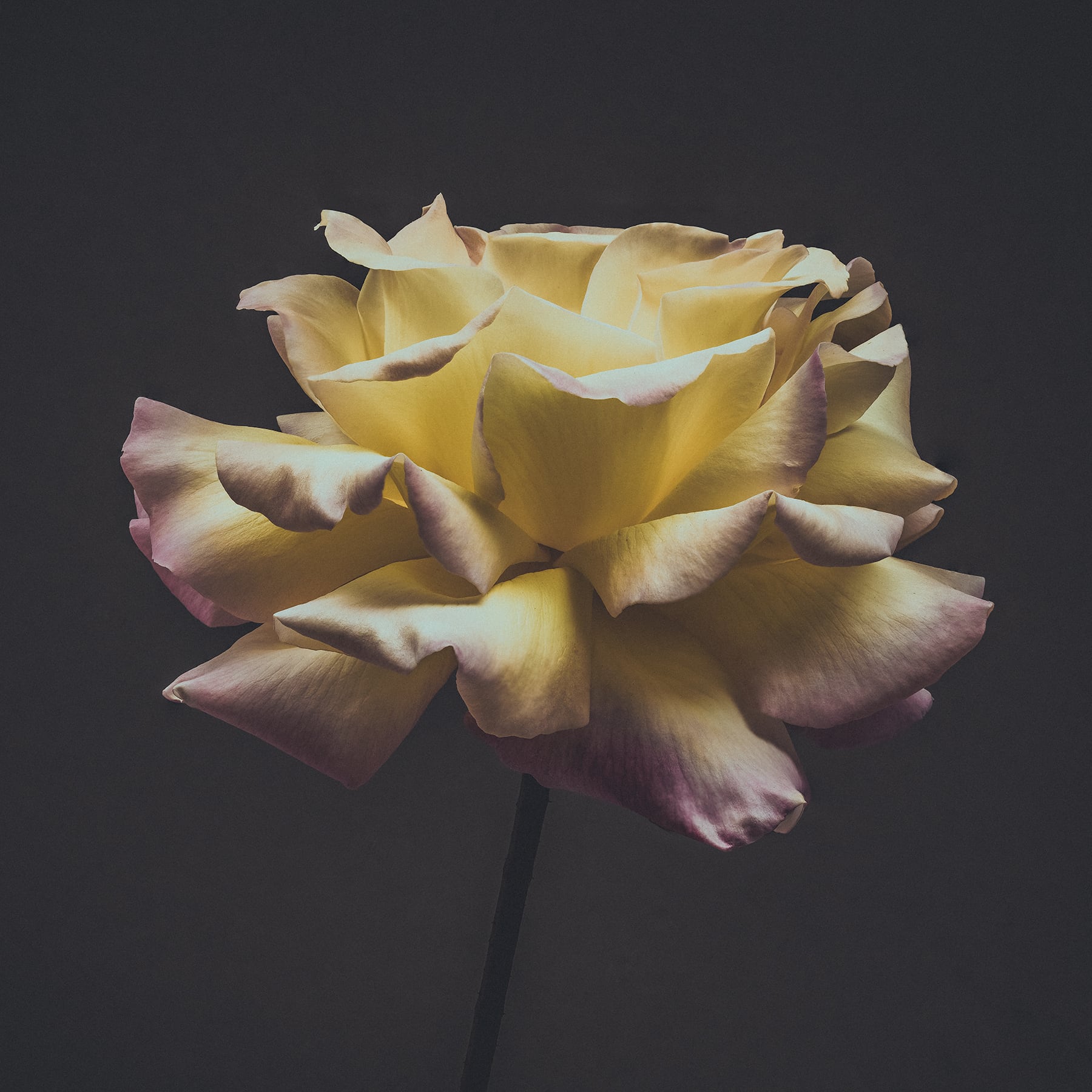 Portfolio Image