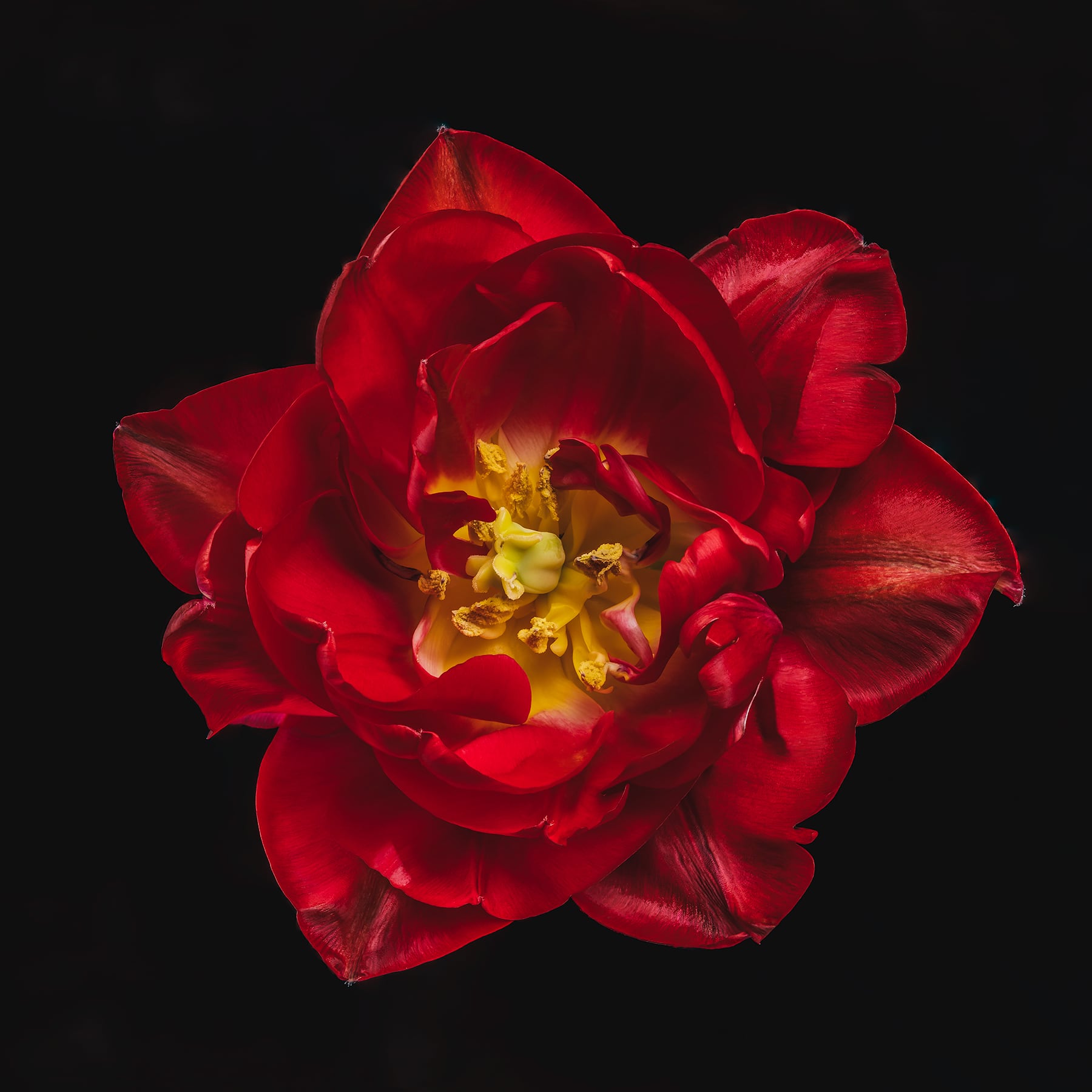 Portfolio Image