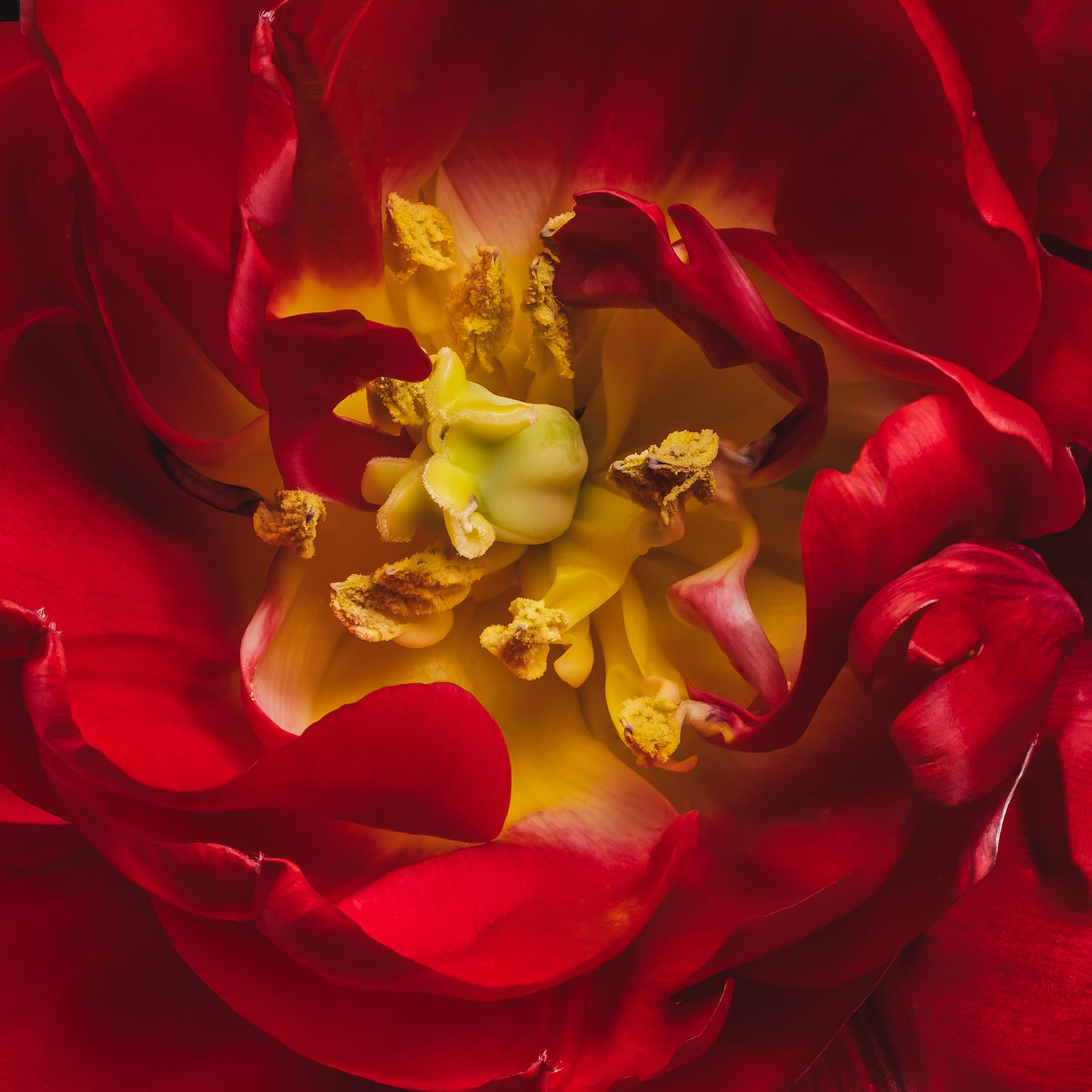 Portfolio Image