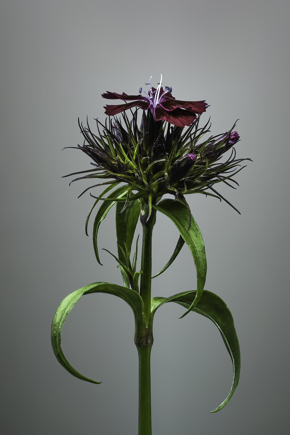Portfolio Image