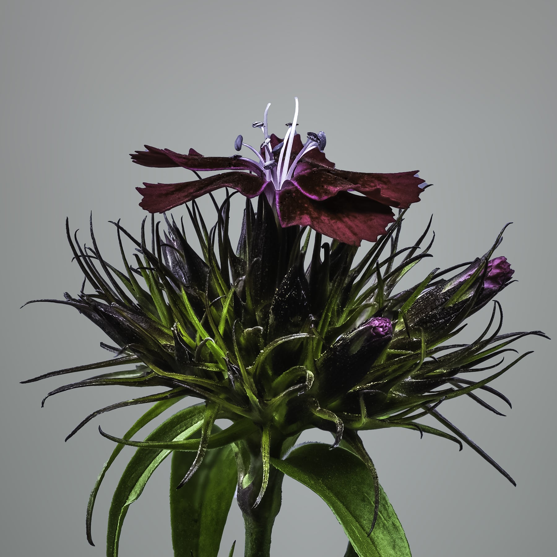 Portfolio Image