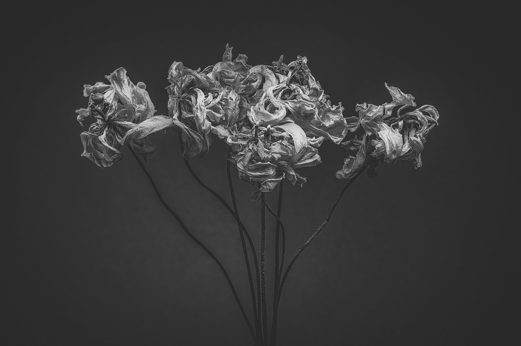 Portfolio Image