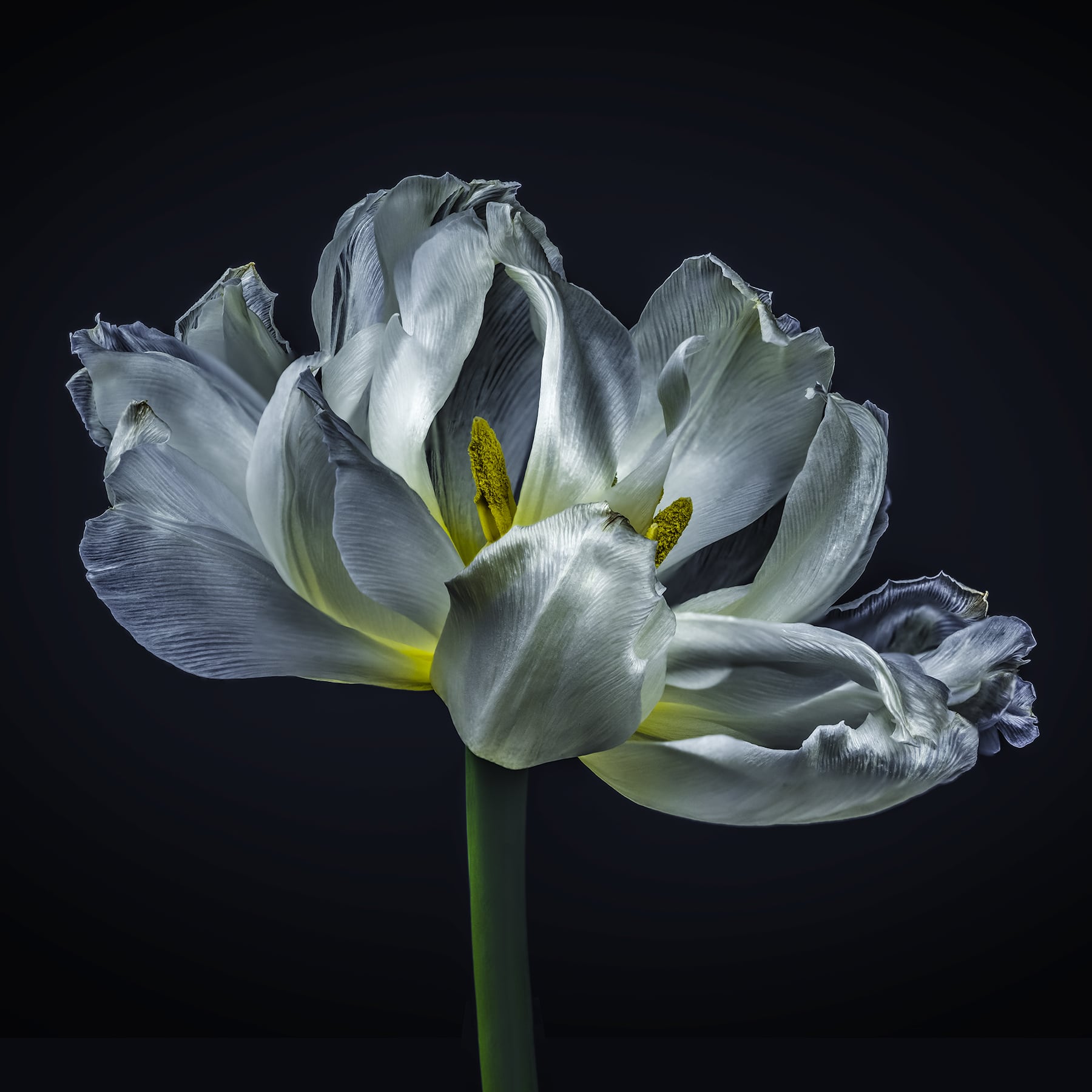 Portfolio Image