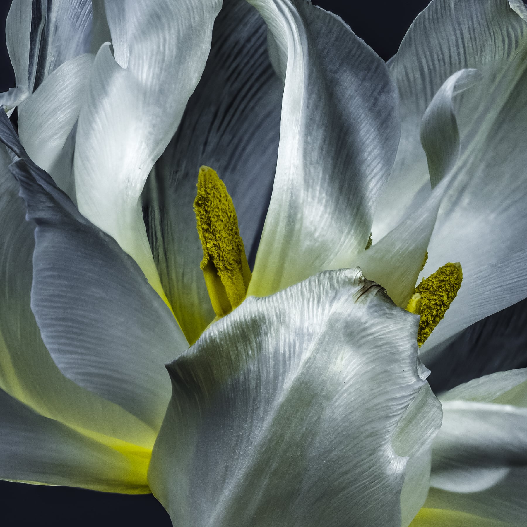 Portfolio Image