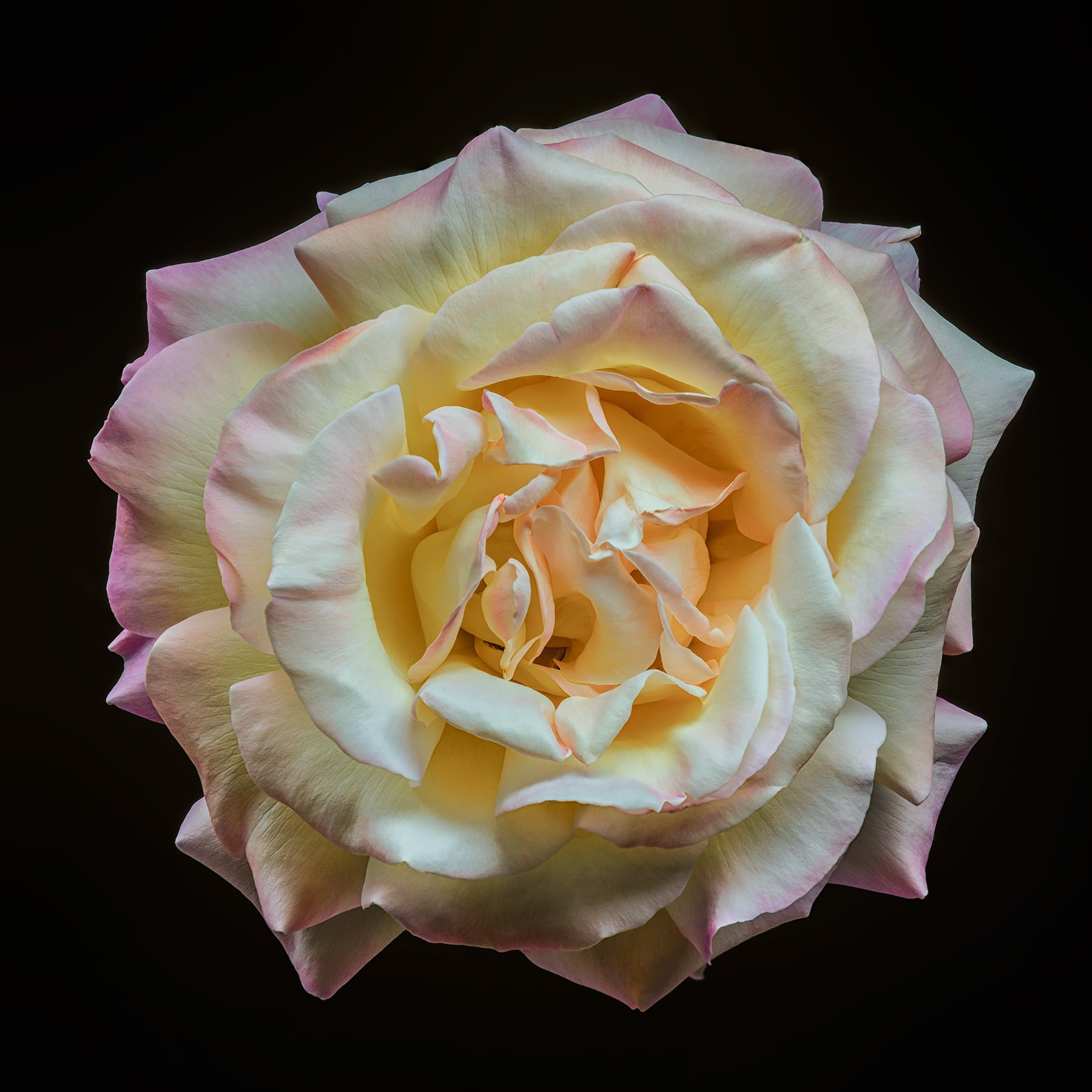 Portfolio Image