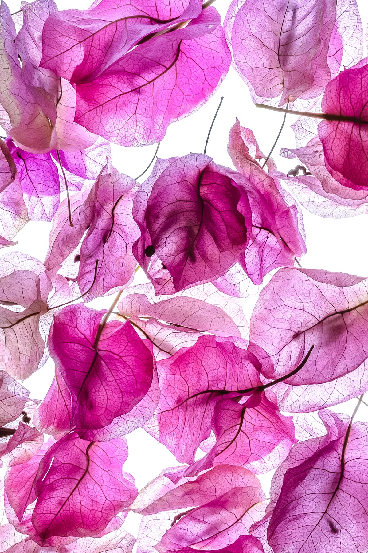 Portfolio Image