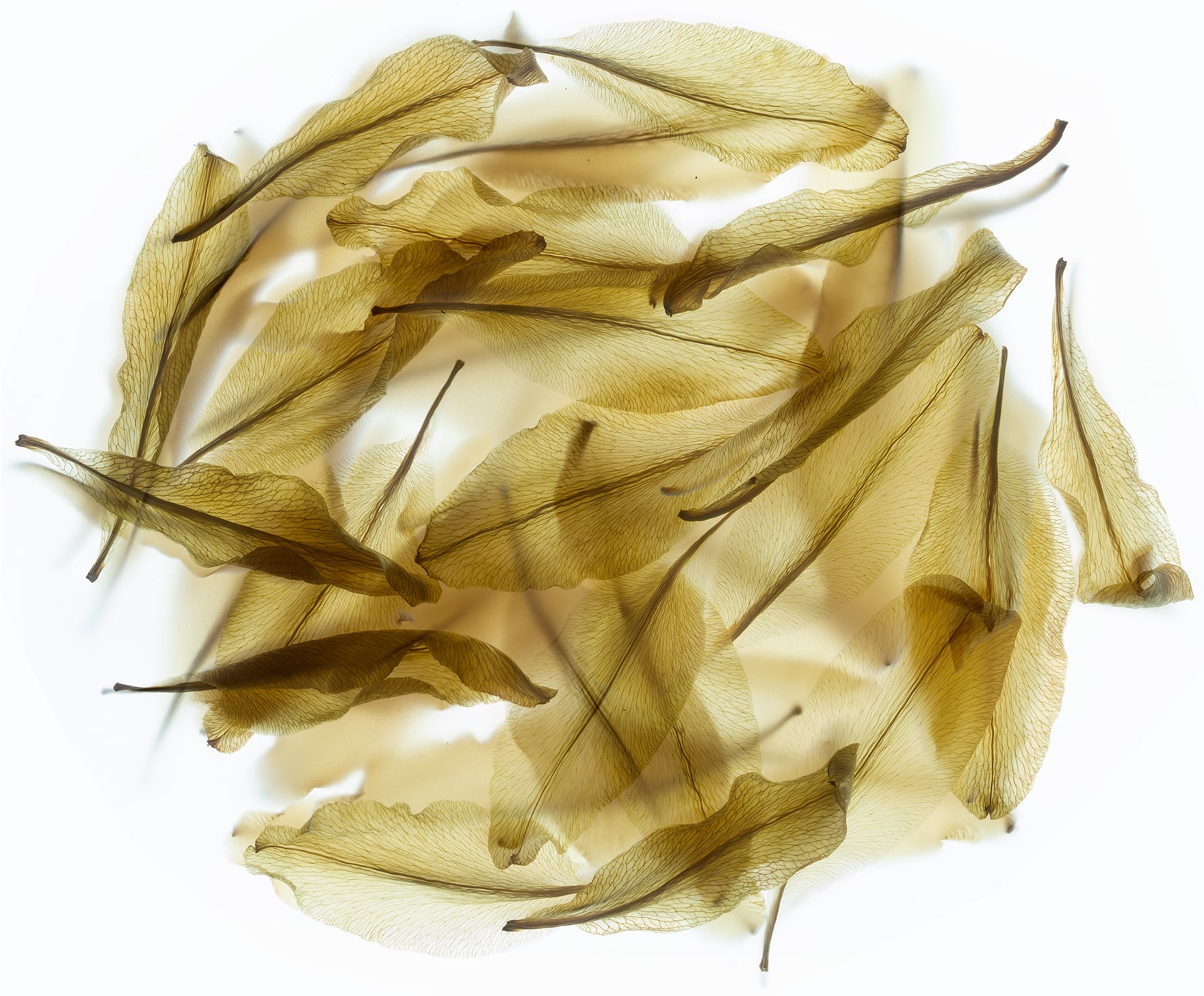 Portfolio Image